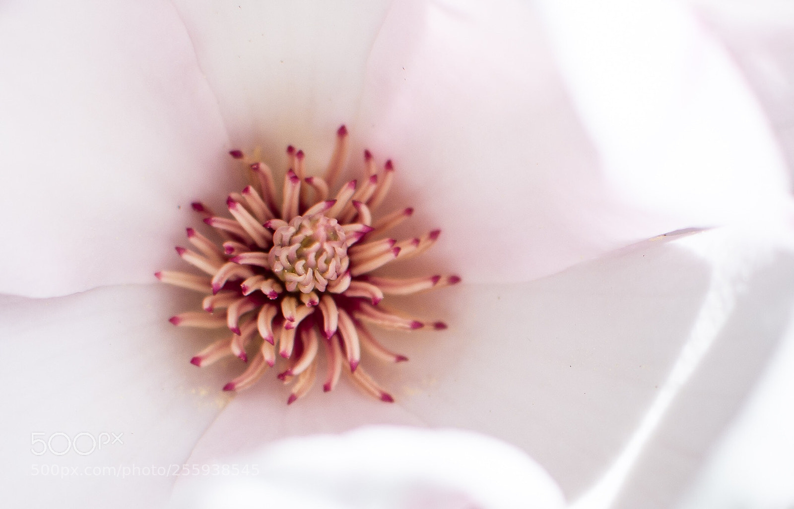 Nikon D7200 sample photo. Magnolia photography