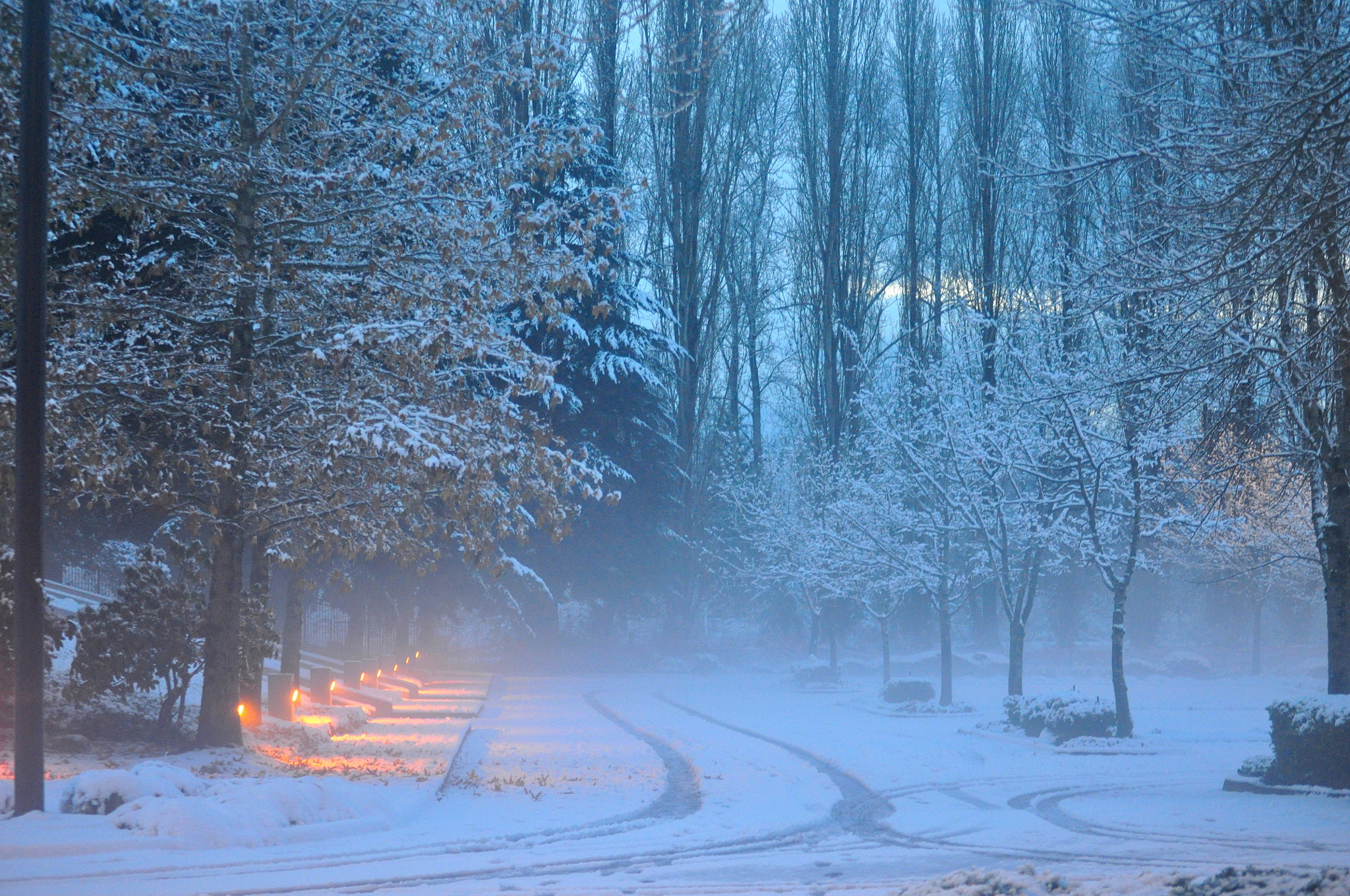 Nikon D5000 sample photo. Winter of my discontent photography