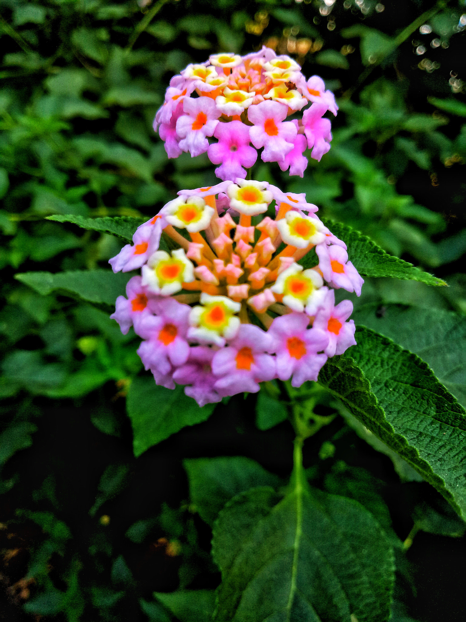 OPPO CPH1609 sample photo. Flowers photography