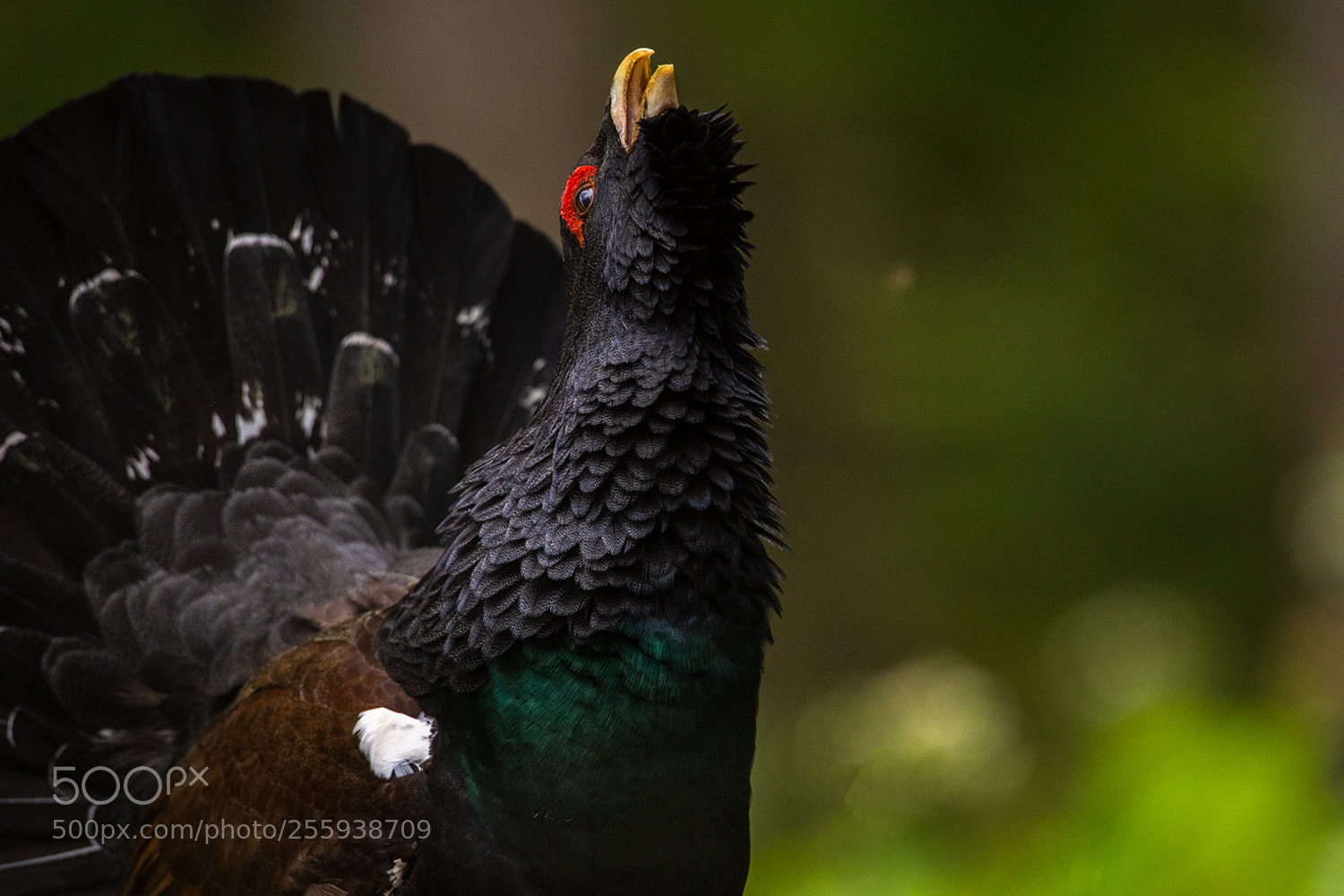 Nikon D4 sample photo. A capercaillie photography