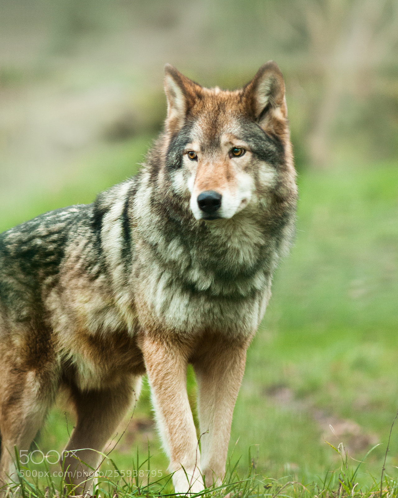 Nikon D300 sample photo. Wolf photography