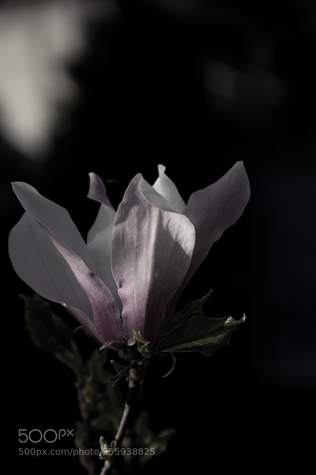 Canon EOS 60D sample photo. What if... photography