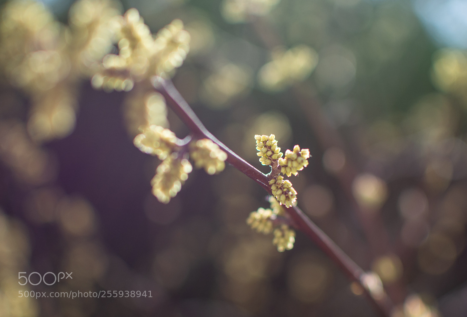 Nikon D7200 sample photo. Grass photography