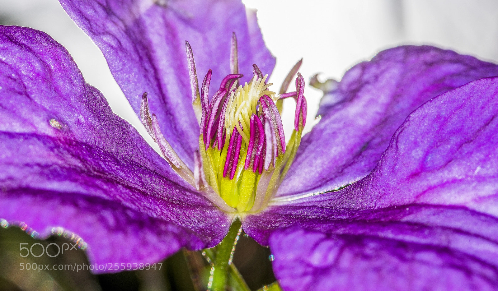 Pentax K-1 sample photo. Clematis photography