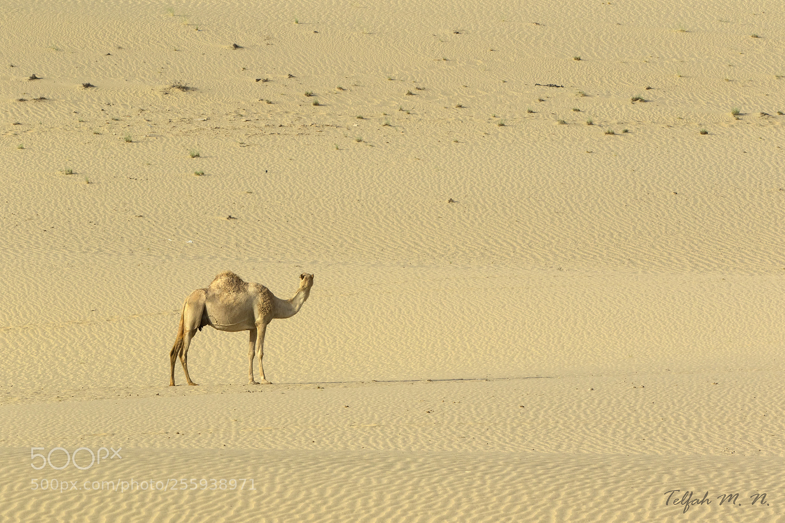 Canon EOS 7D Mark II sample photo. Camel in the desert photography