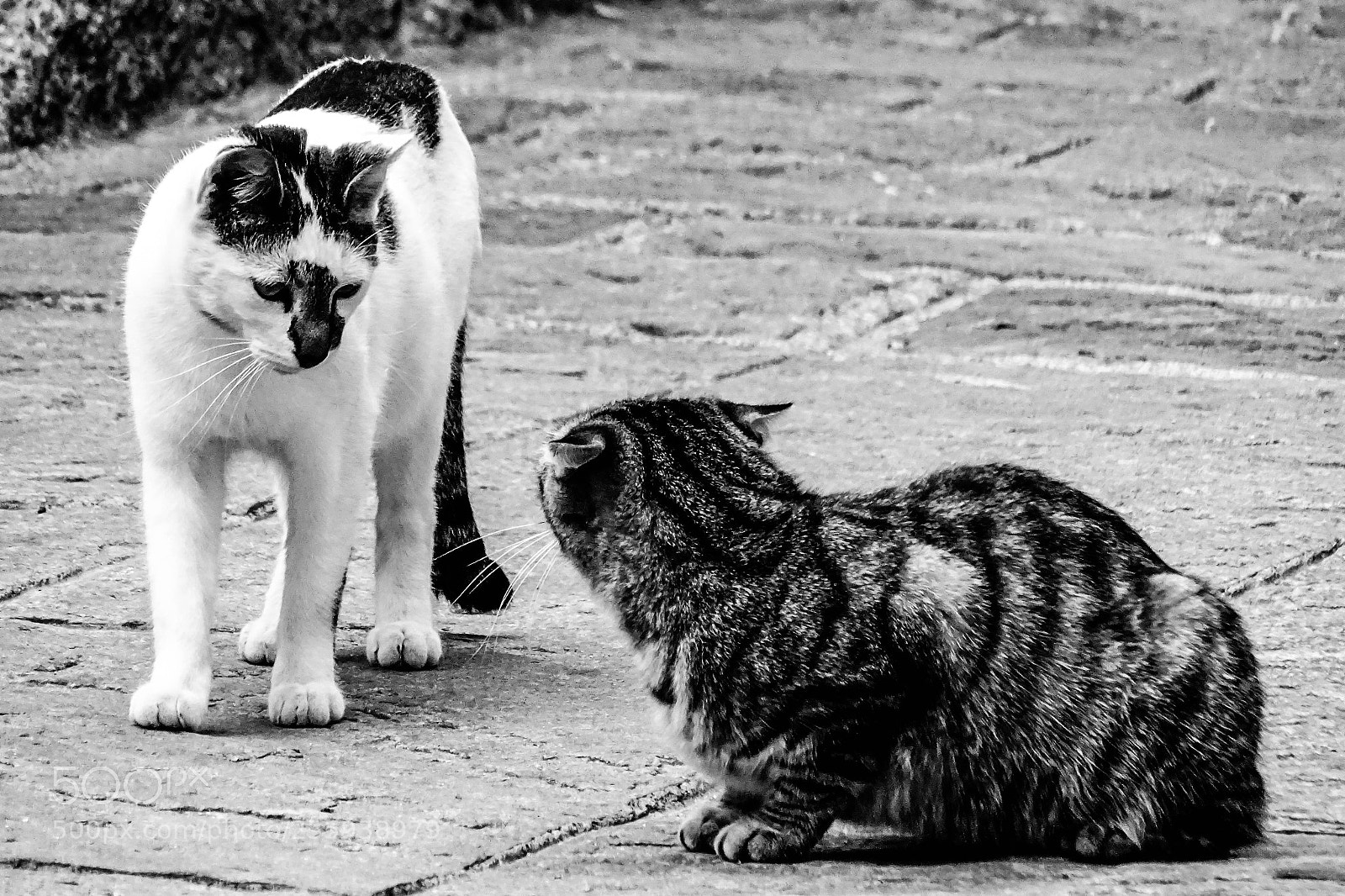 Sony Cyber-shot DSC-HX400V sample photo. Freunden photography