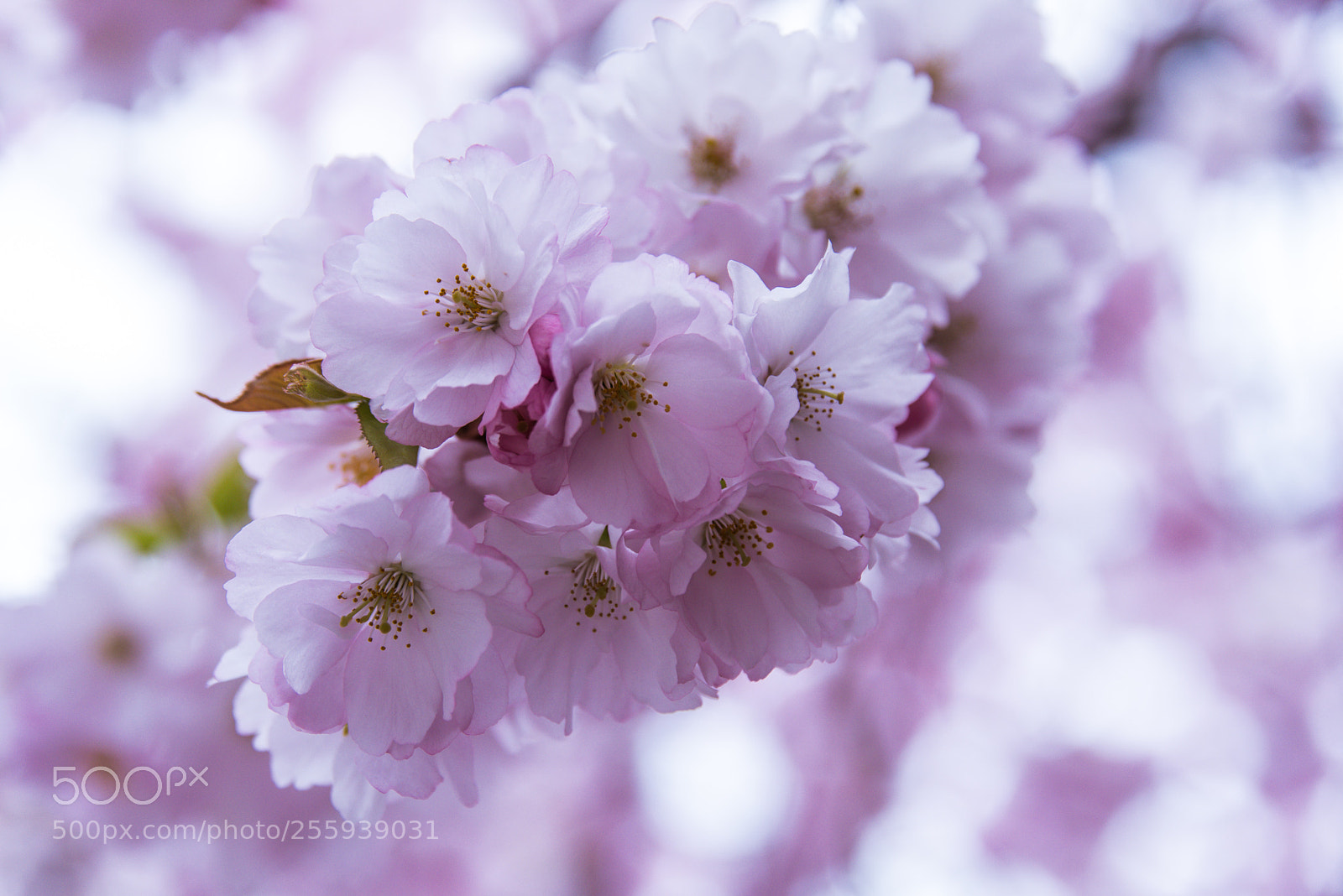 Nikon D750 sample photo. Fiori di ciliegio photography
