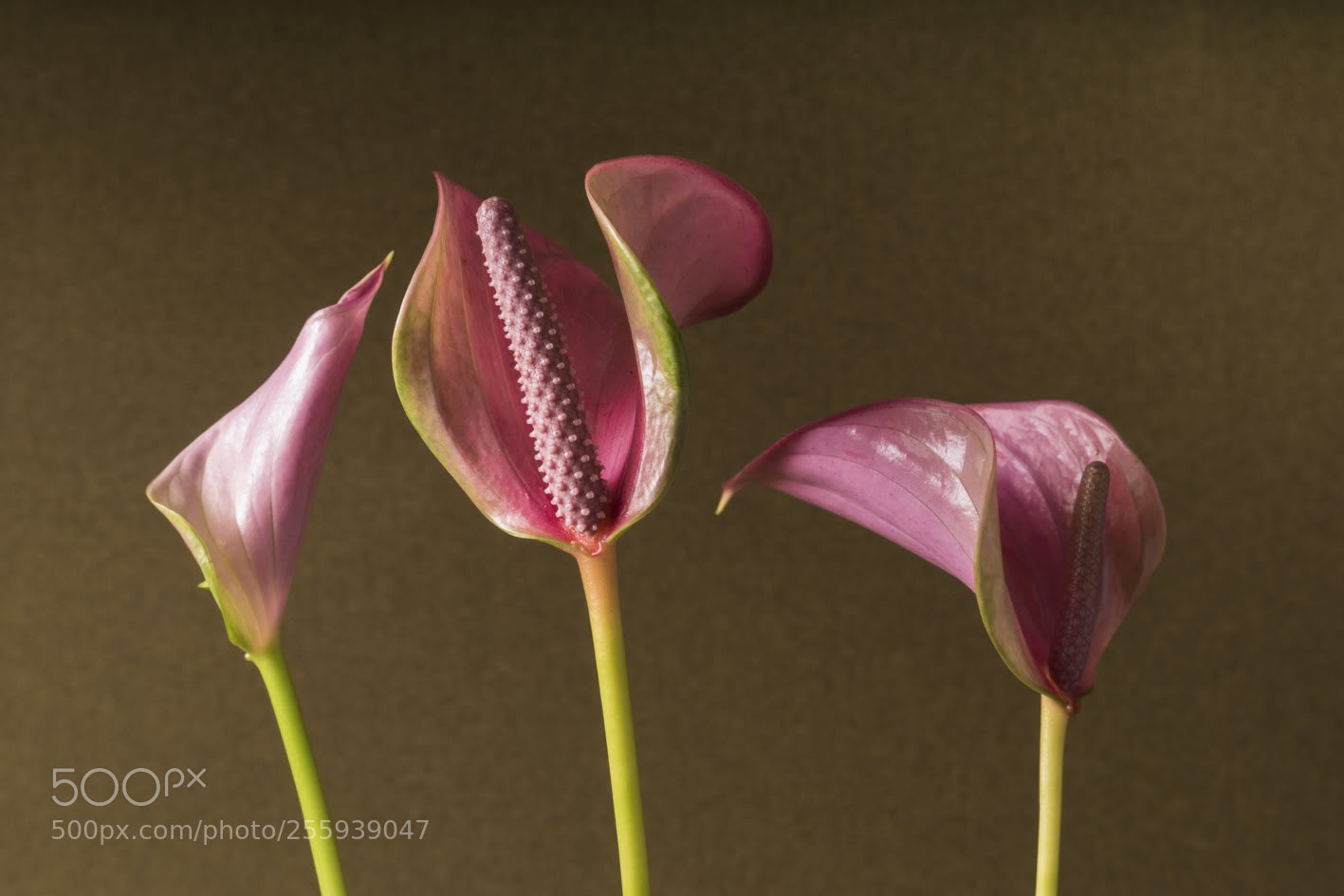Sony ILCA-77M2 sample photo. Untitled photography