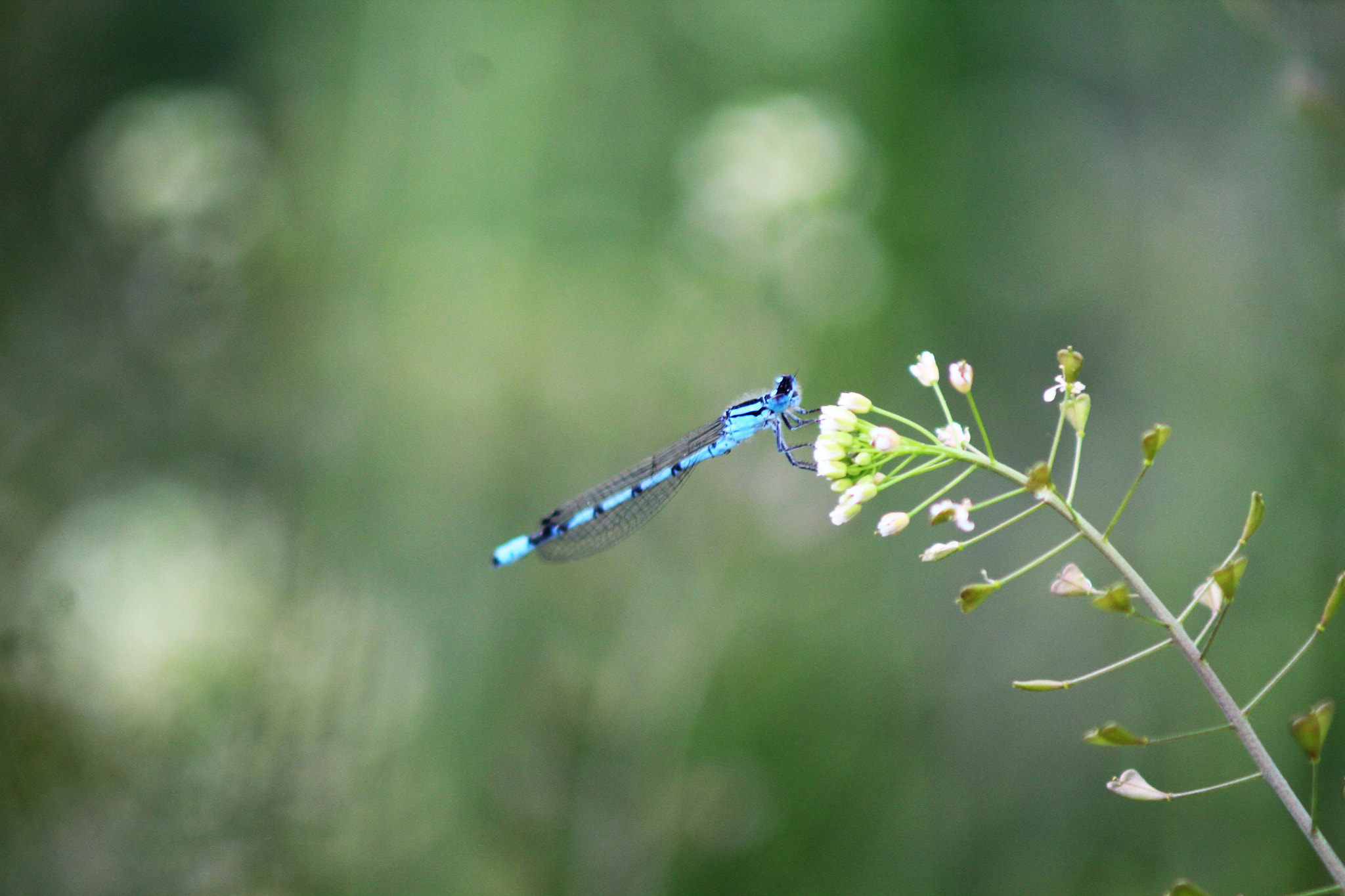 Canon EF 50-200mm f/3.5-4.5 sample photo