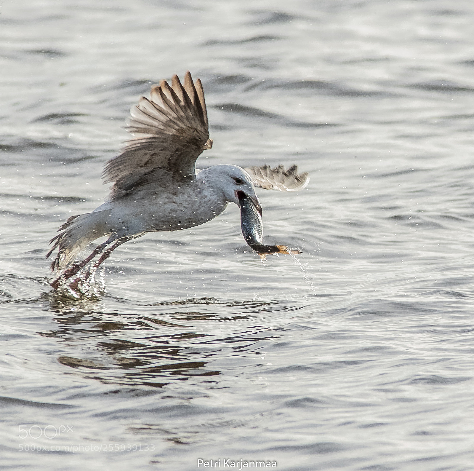 Canon EOS 7D Mark II sample photo. Fishing 1 photography