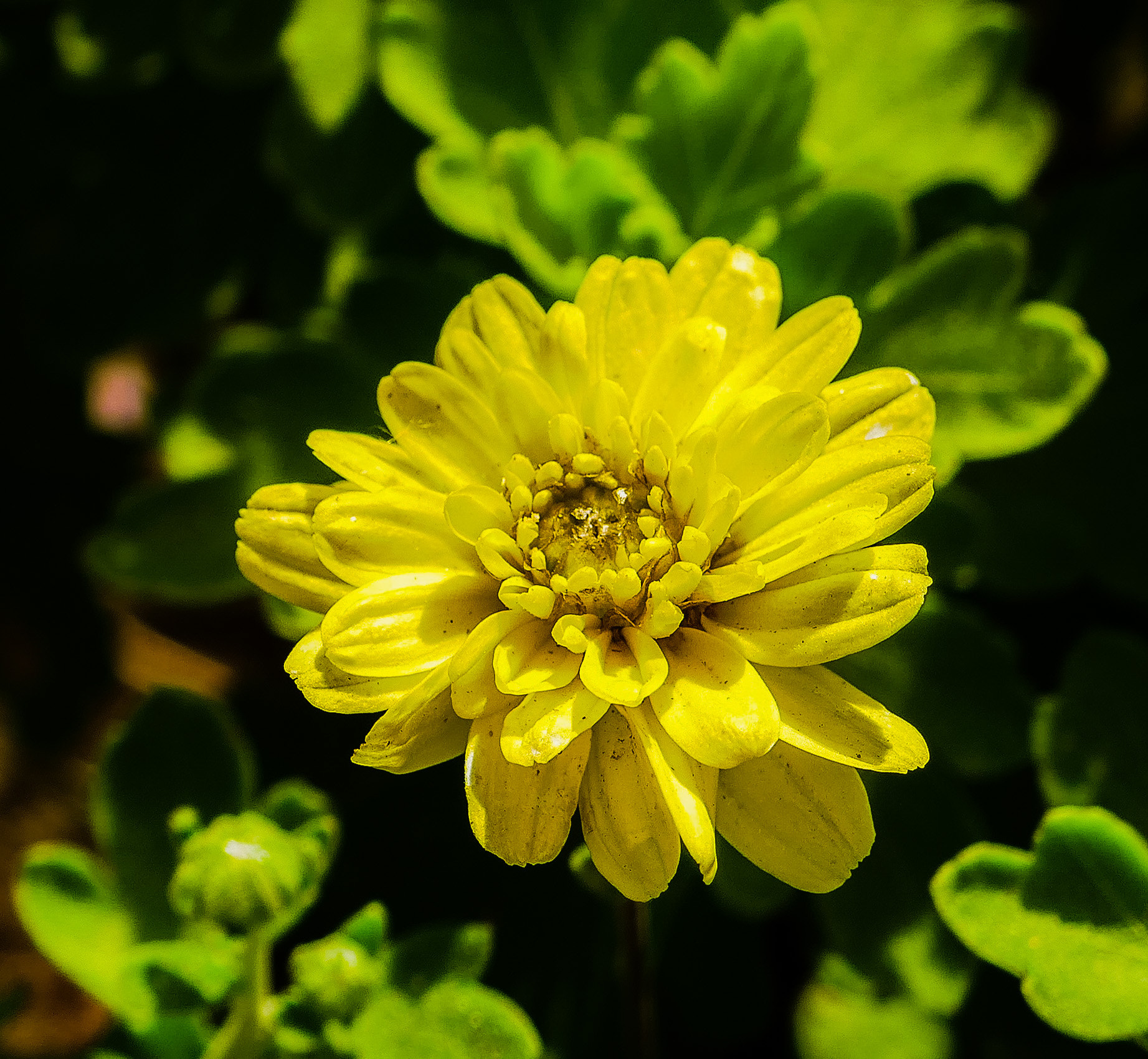 Panasonic Lumix DMC-ZS100 (Lumix DMC-TZ100) sample photo. Yellow chrysanthemum photography
