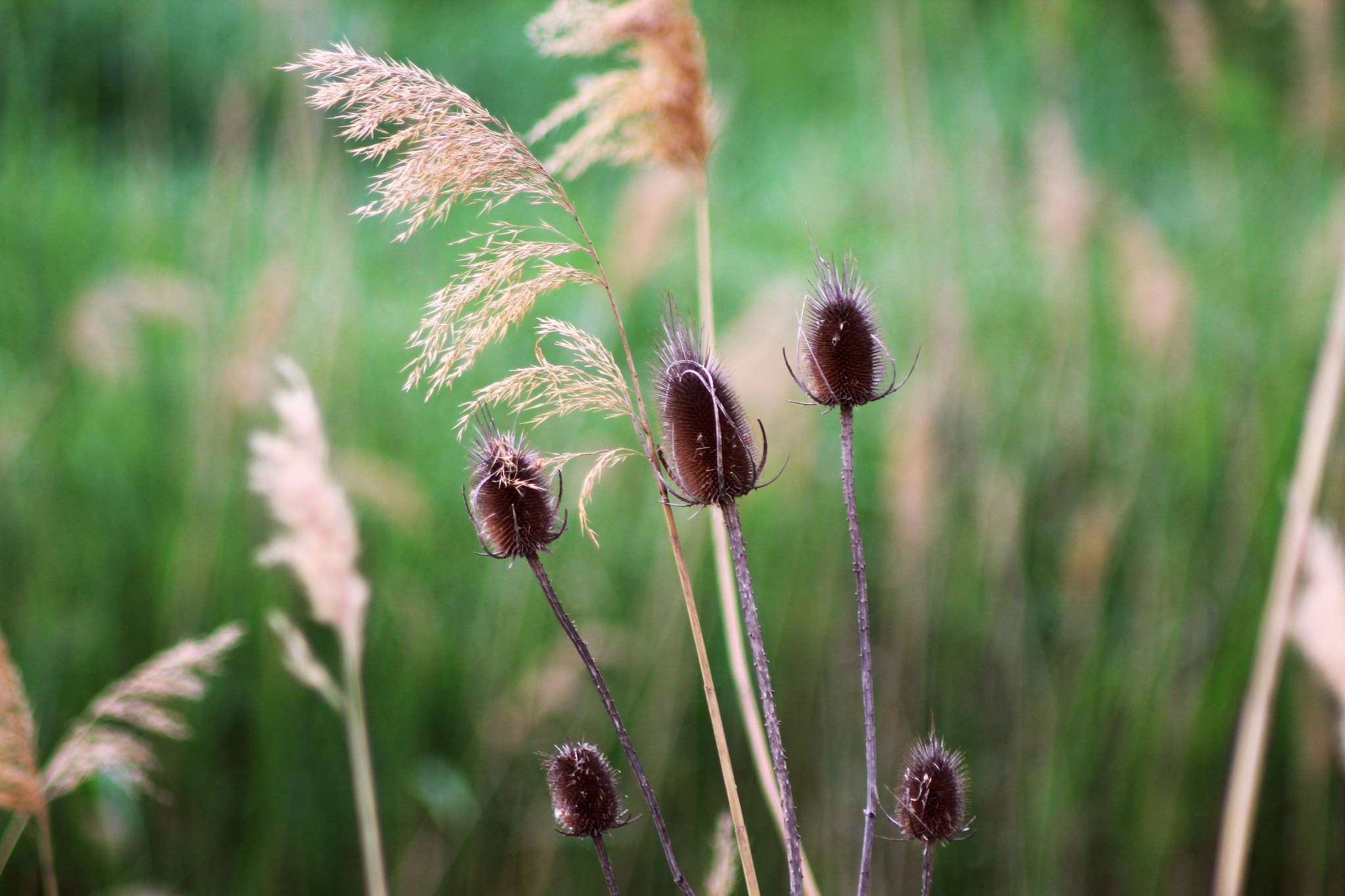 Canon EF 50-200mm f/3.5-4.5 sample photo