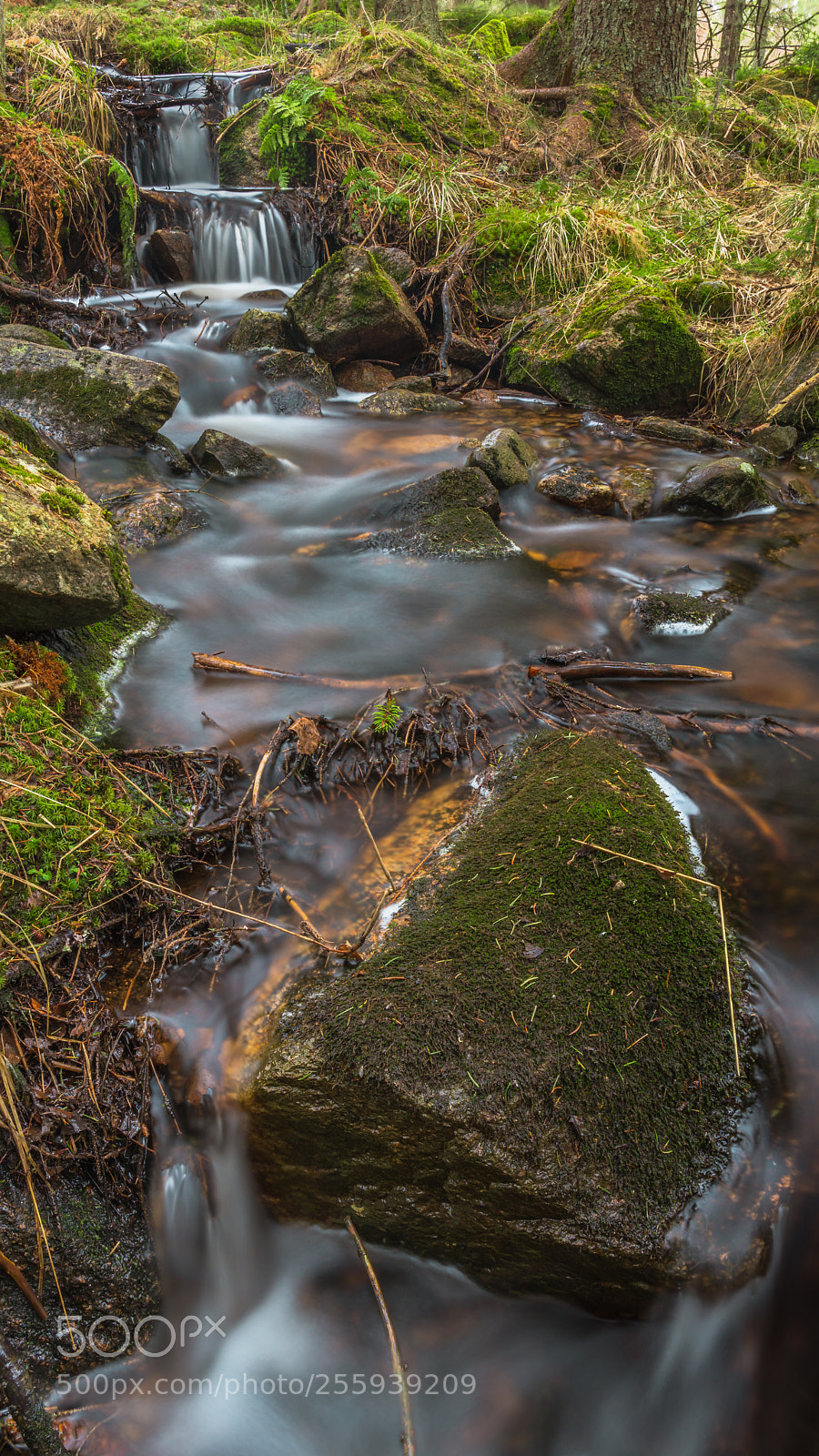 Sony a6500 sample photo. More spring creeks... photography