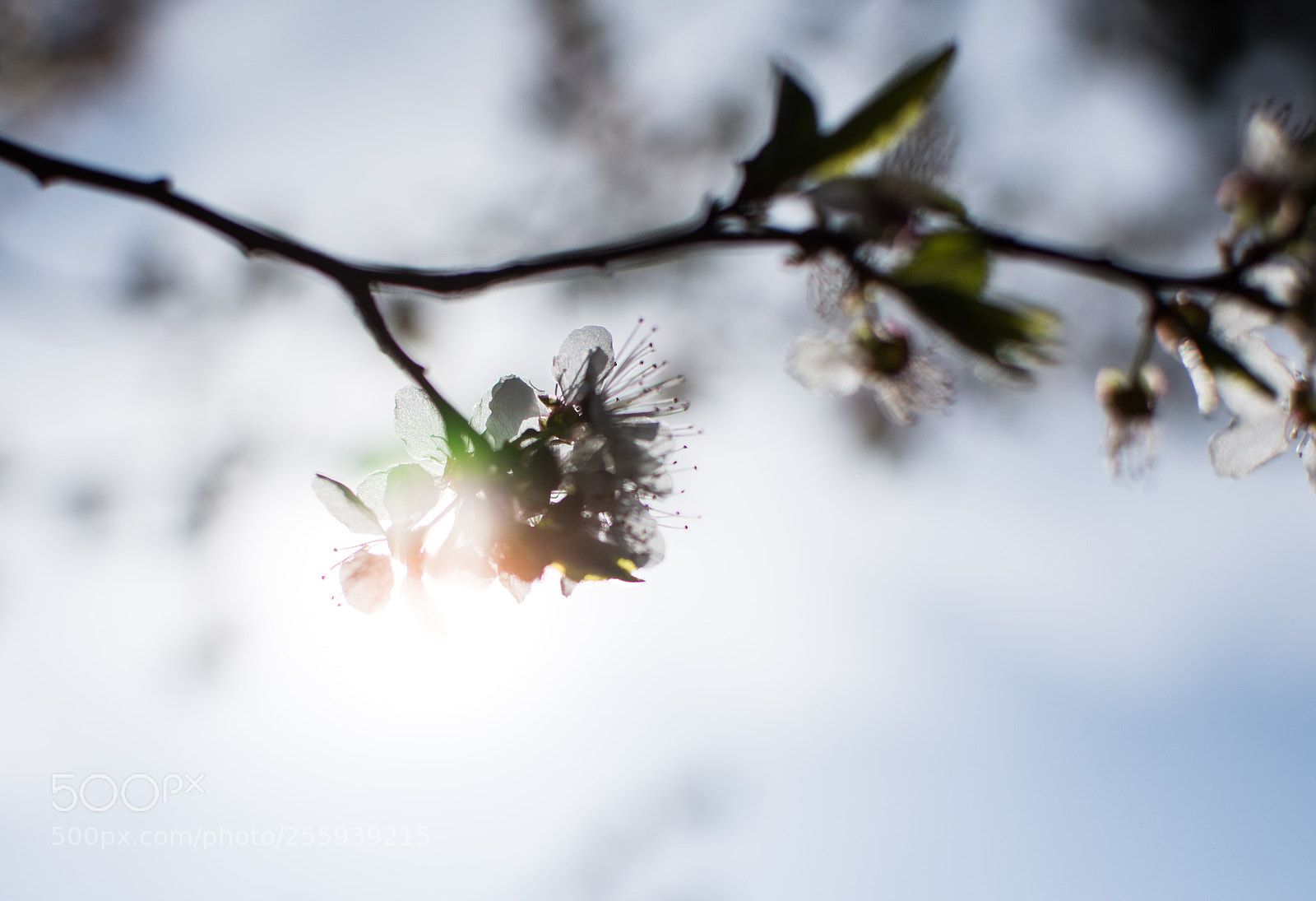 Nikon D7200 sample photo. Spring  photography