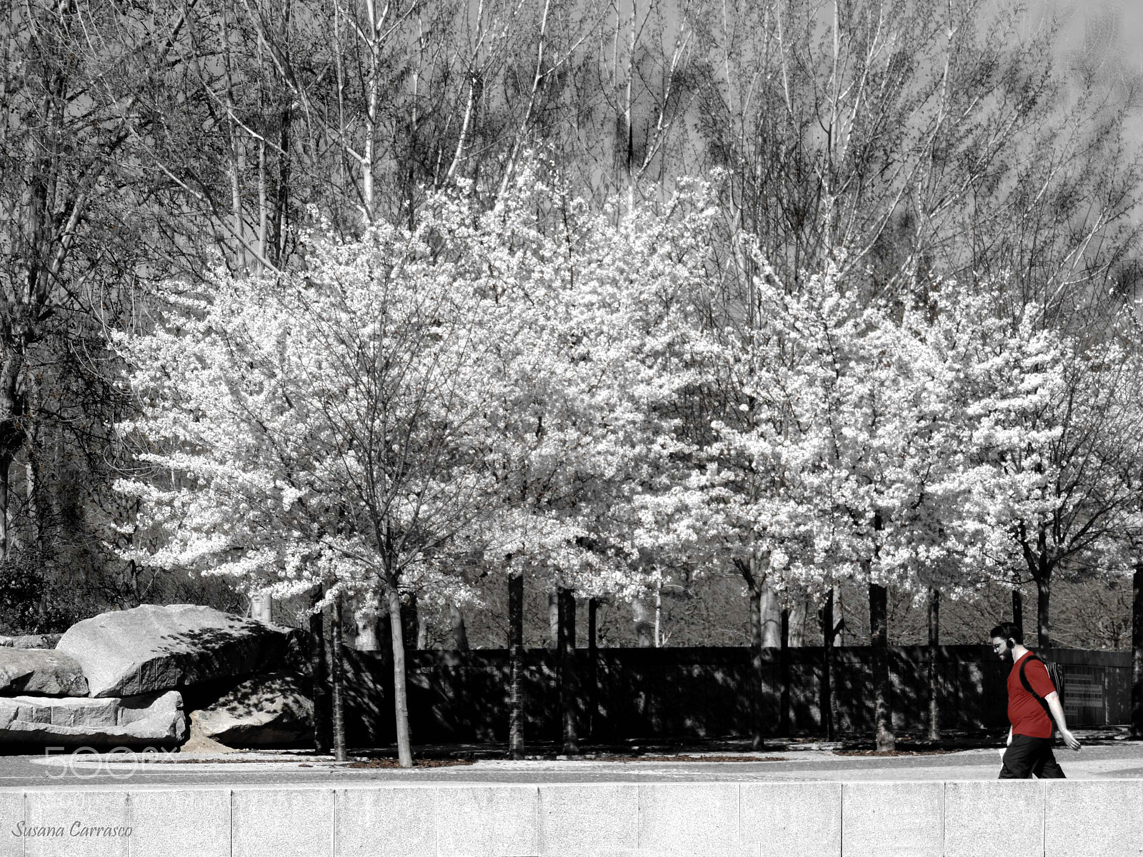 Nikon Coolpix P520 sample photo. Explosion in spring. photography