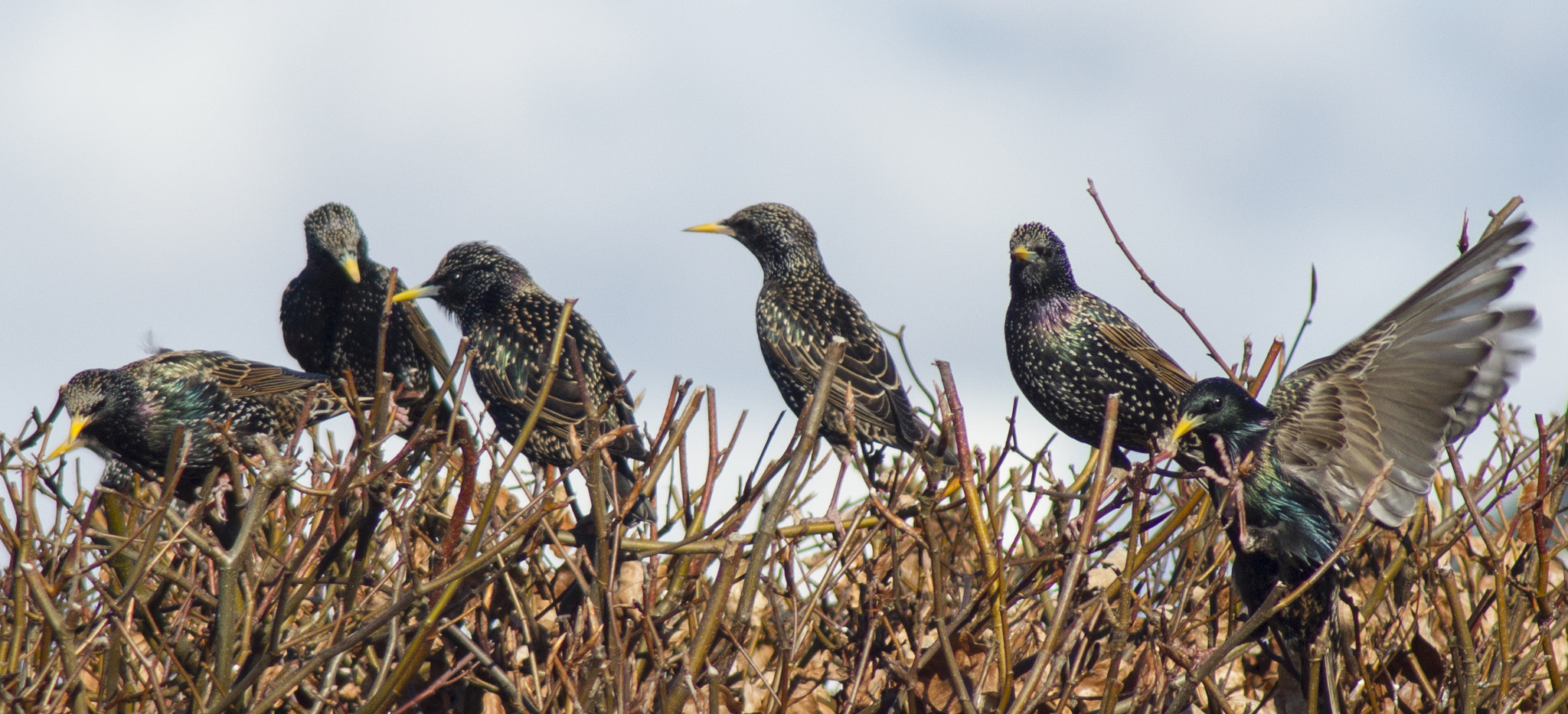 Sony Alpha DSLR-A450 sample photo. Starlings photography