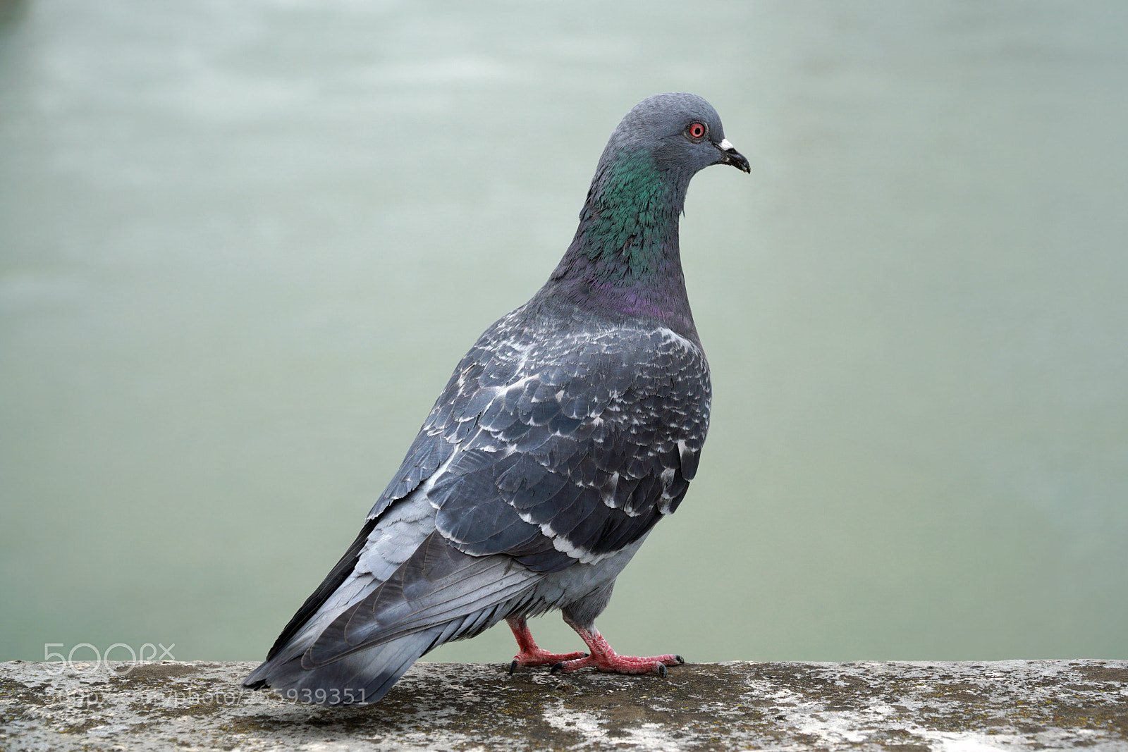 Sony a6500 sample photo. Pigeon photography