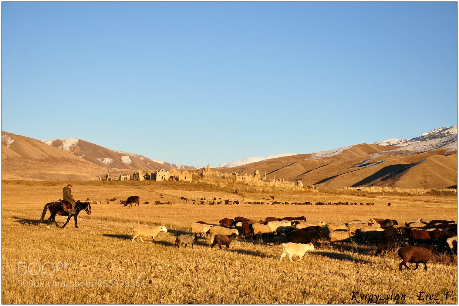 Nikon D90 sample photo. Shepperd at sunset photography
