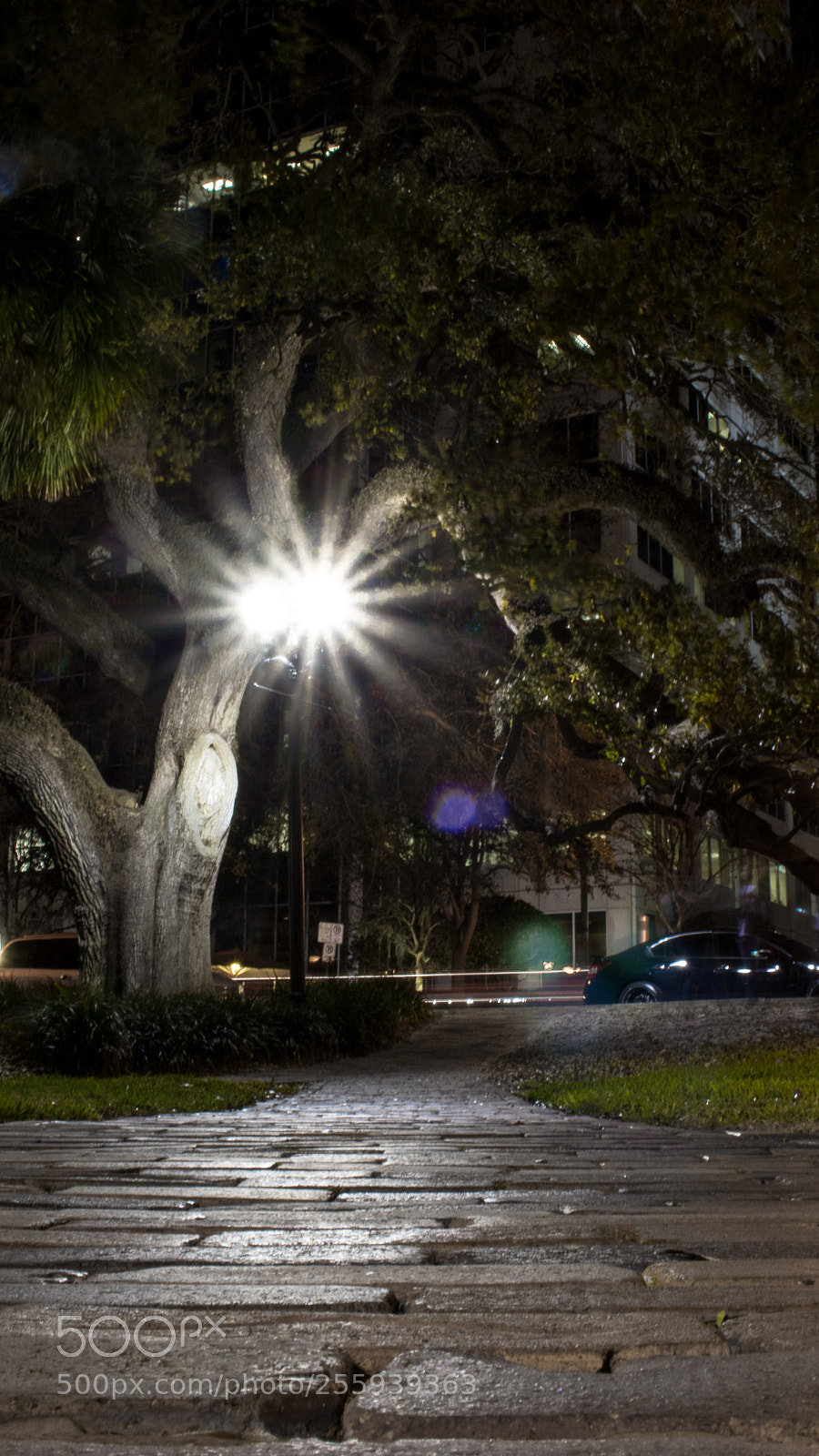 Canon EOS 80D sample photo. Lake eola photography