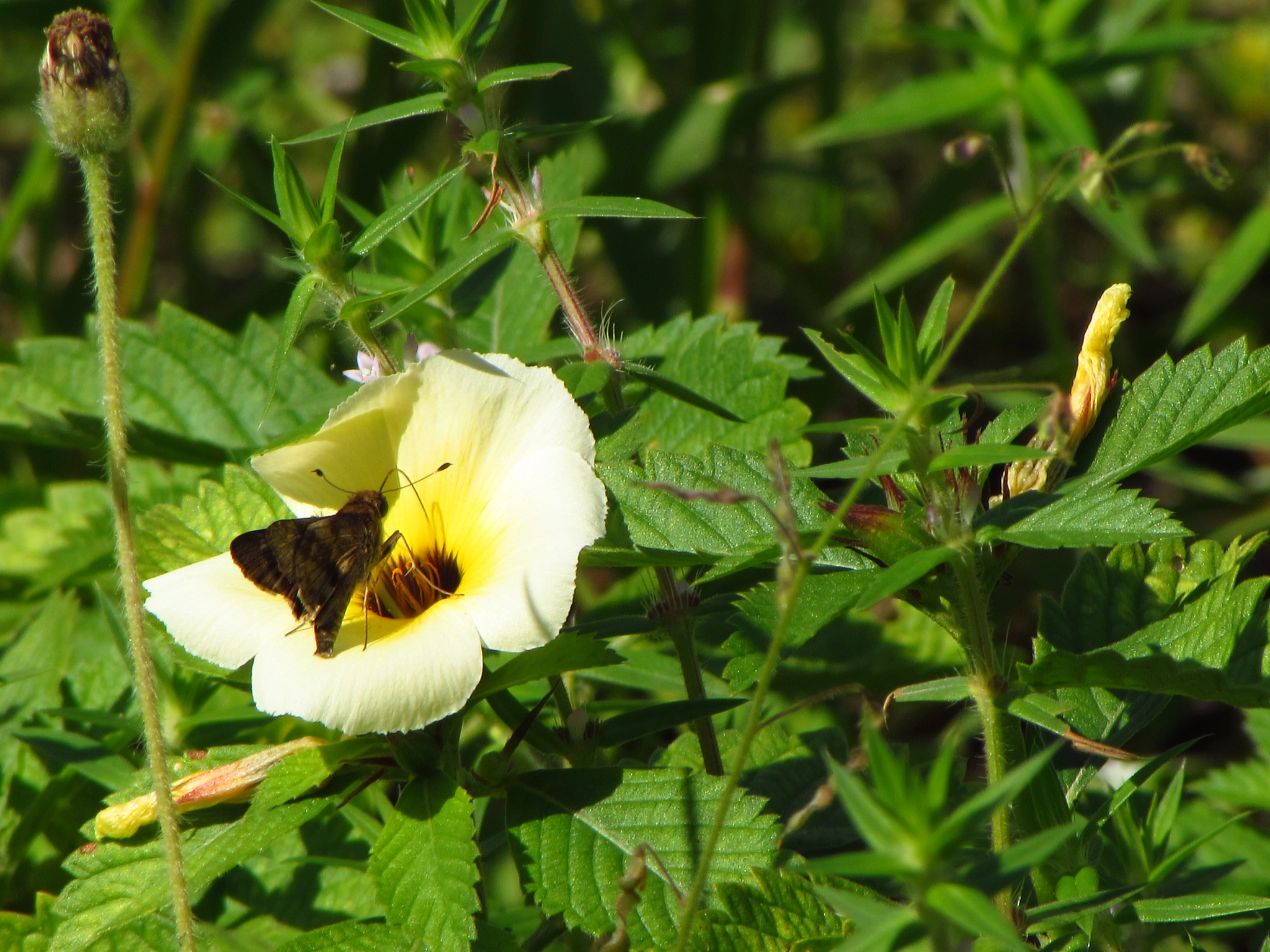 Canon PowerShot SX510 HS sample photo. Borboleta ao amanhecer photography