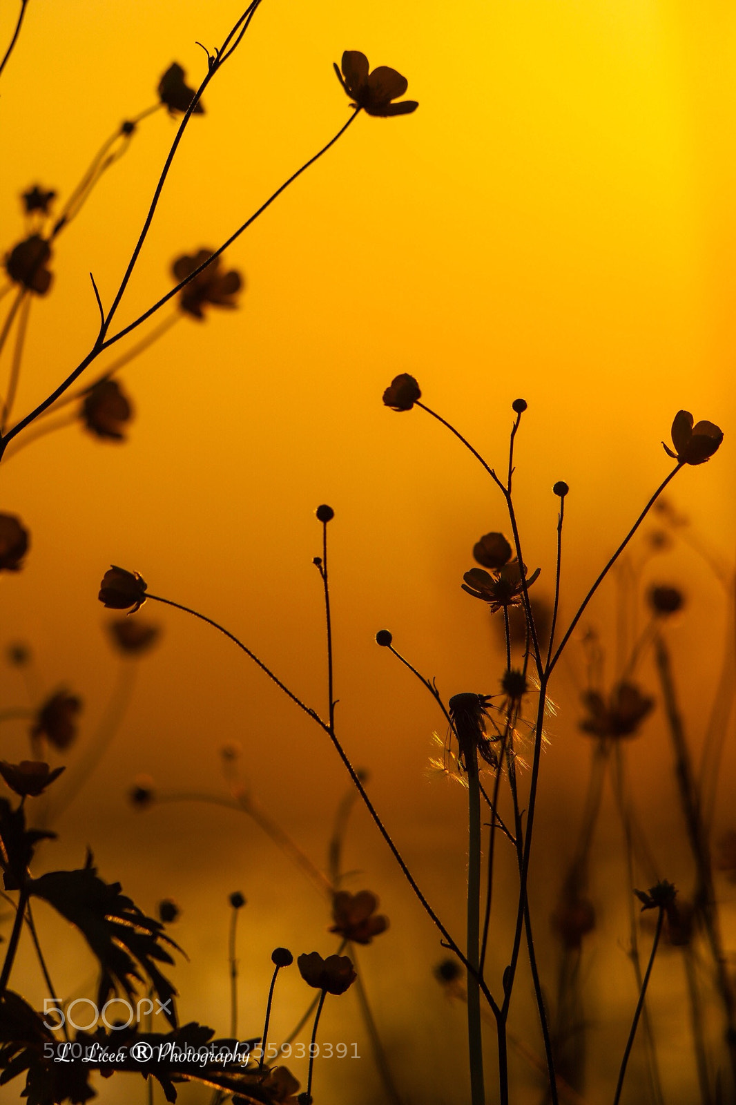 Canon EOS 6D Mark II sample photo. Caress of light 48 photography