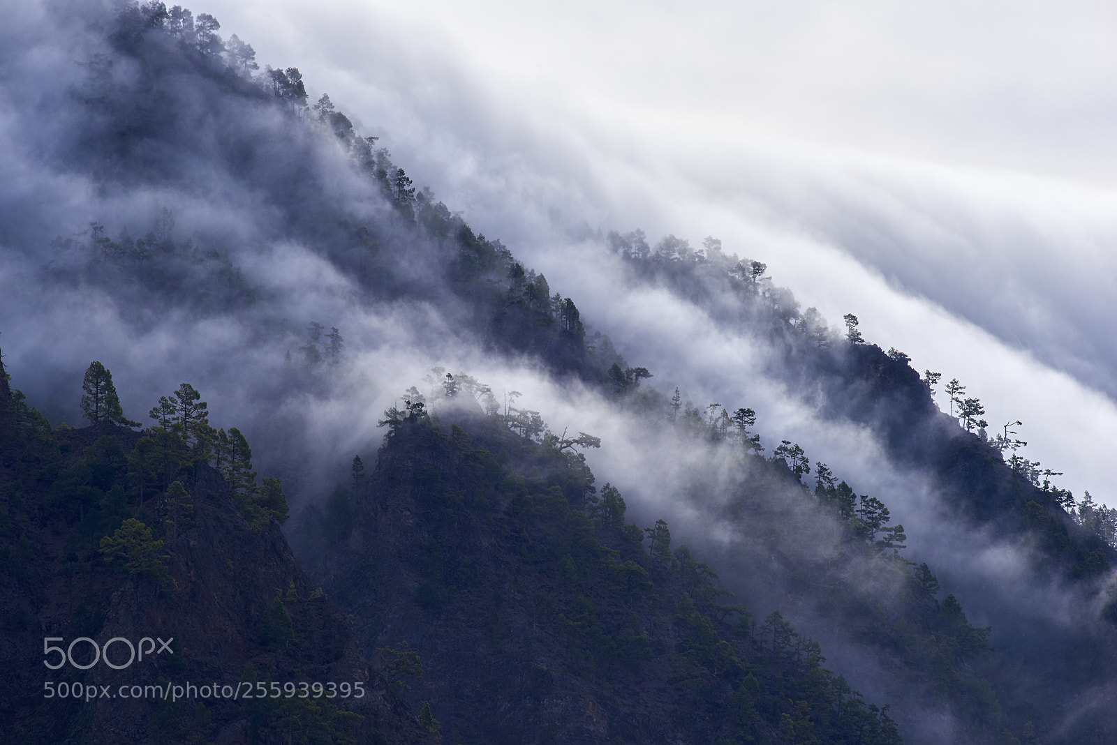 Nikon D810 sample photo. Fog forest photography