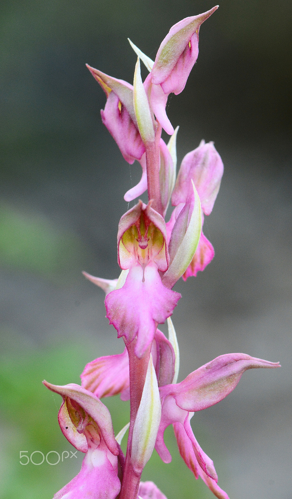 Nikon AF-S Micro-Nikkor 105mm F2.8G IF-ED VR sample photo. Orchis sancta photography