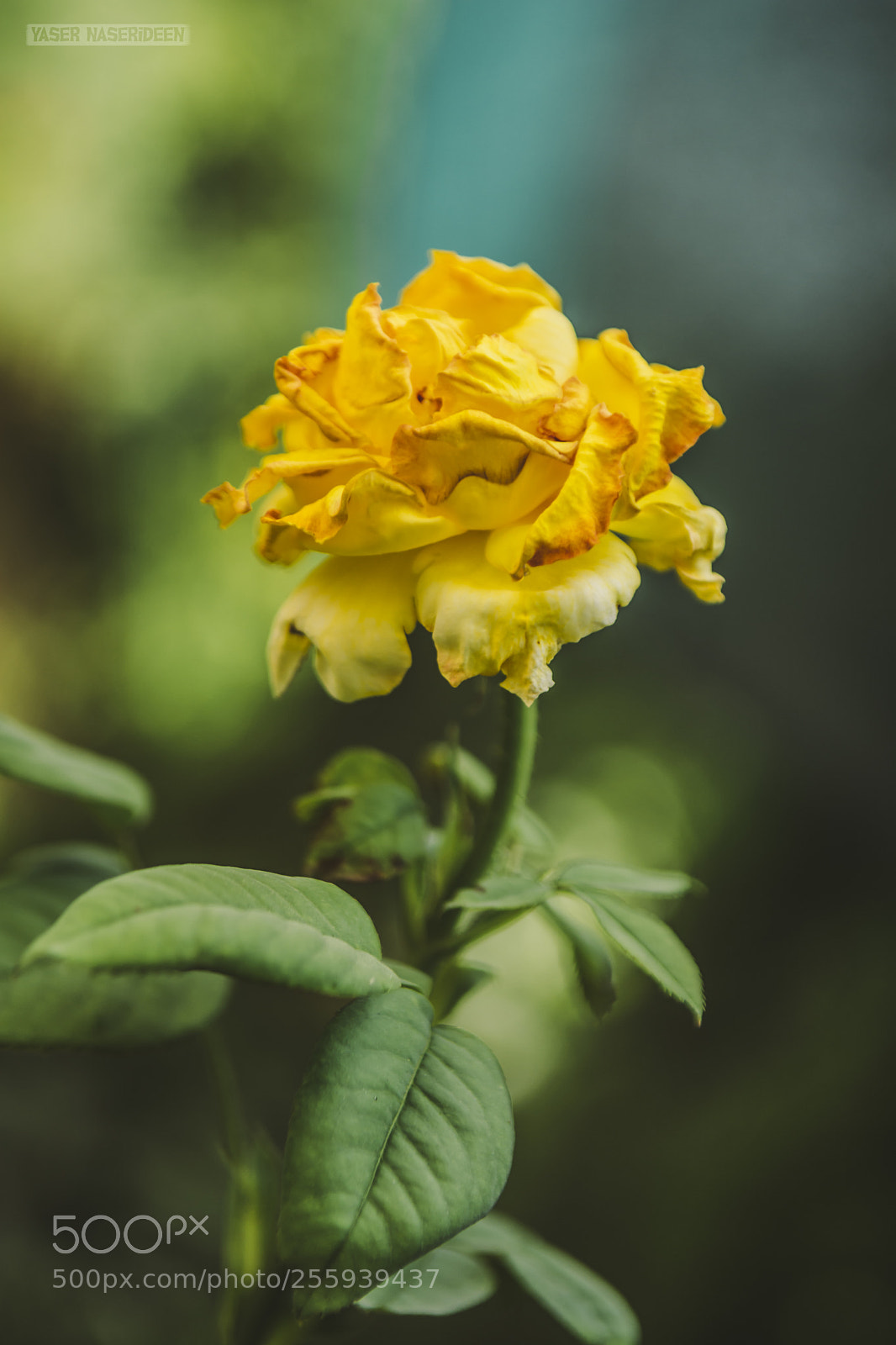 Nikon D7100 sample photo. Yellow flower photography