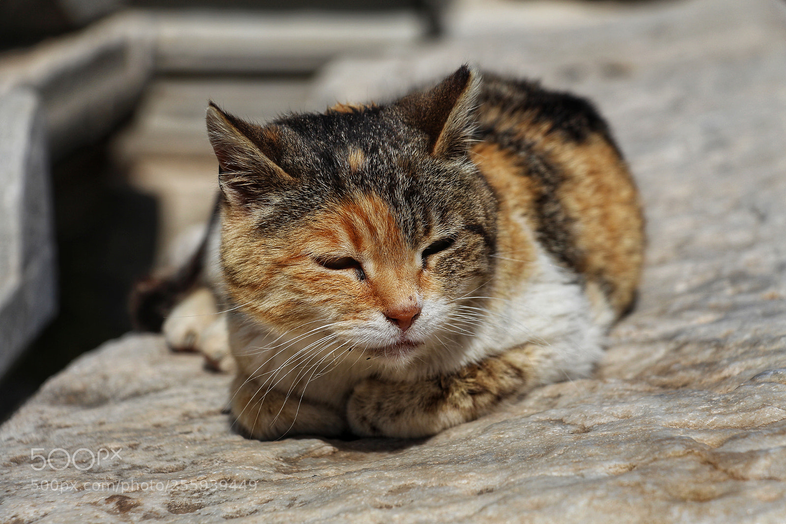 Canon EOS 700D (EOS Rebel T5i / EOS Kiss X7i) sample photo. Untitled photography