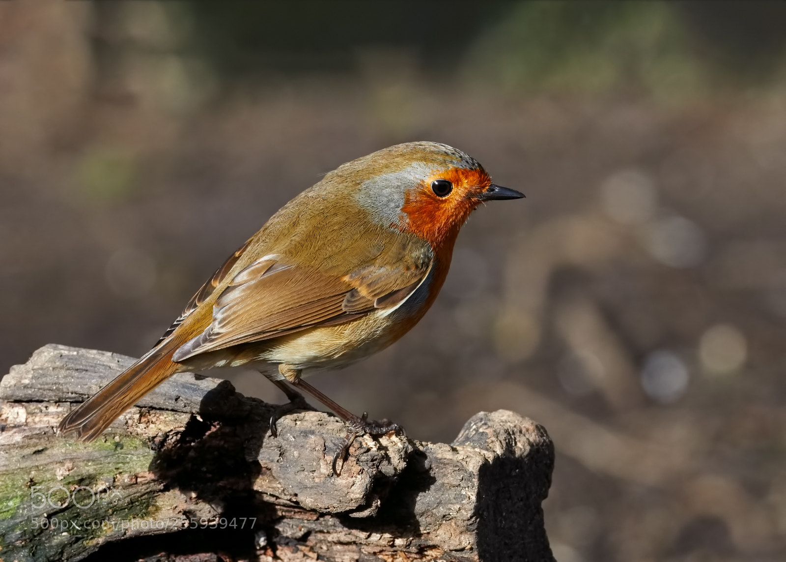 Canon EOS 5D Mark IV sample photo. Robin photography