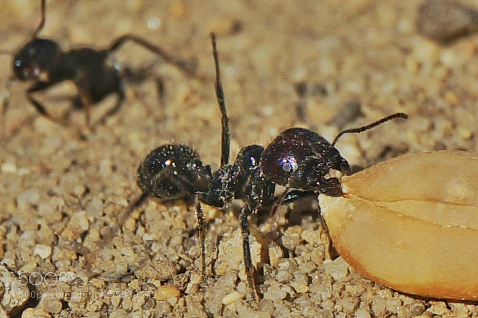 Sony Alpha NEX-6 sample photo. Ant photography