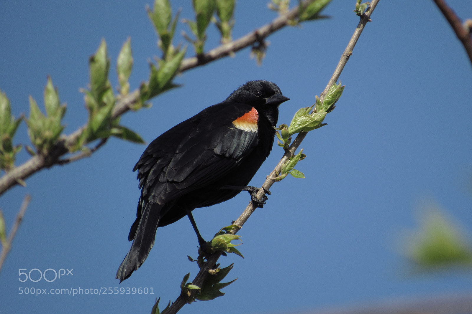 Canon PowerShot SX530 HS sample photo. Red winged black bird photography