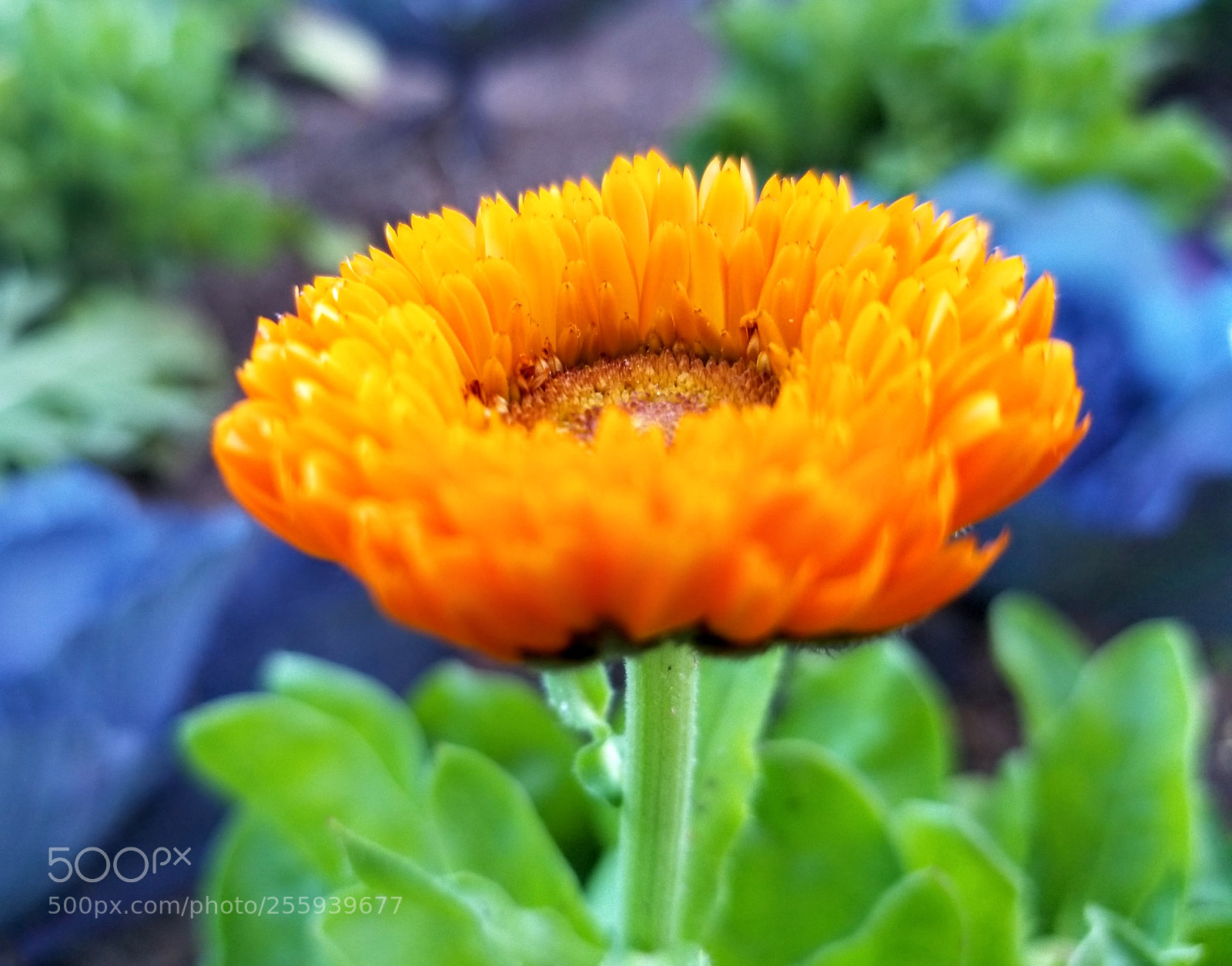 Samsung Galaxy S8 sample photo. Atlanta botanical garden photography