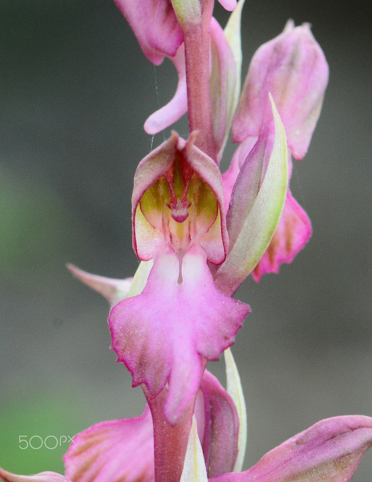 Nikon D7100 + Nikon AF-S Micro-Nikkor 105mm F2.8G IF-ED VR sample photo. Orchis sancta photography