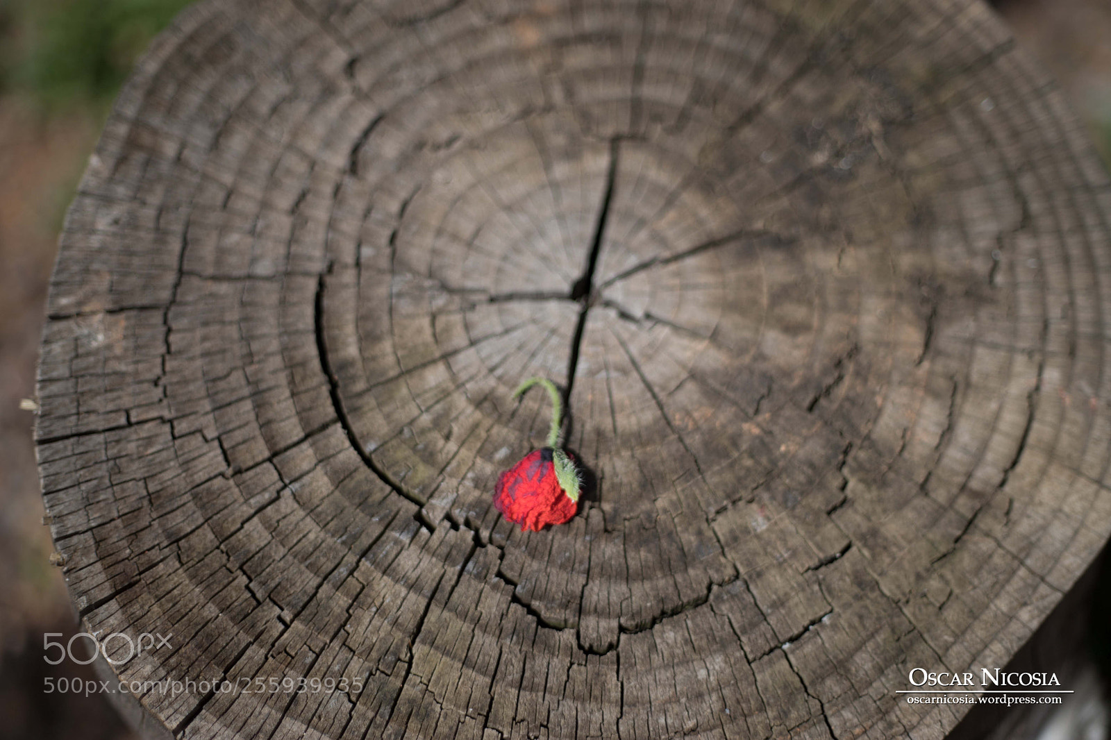 Canon EOS 6D Mark II sample photo. Etna photography