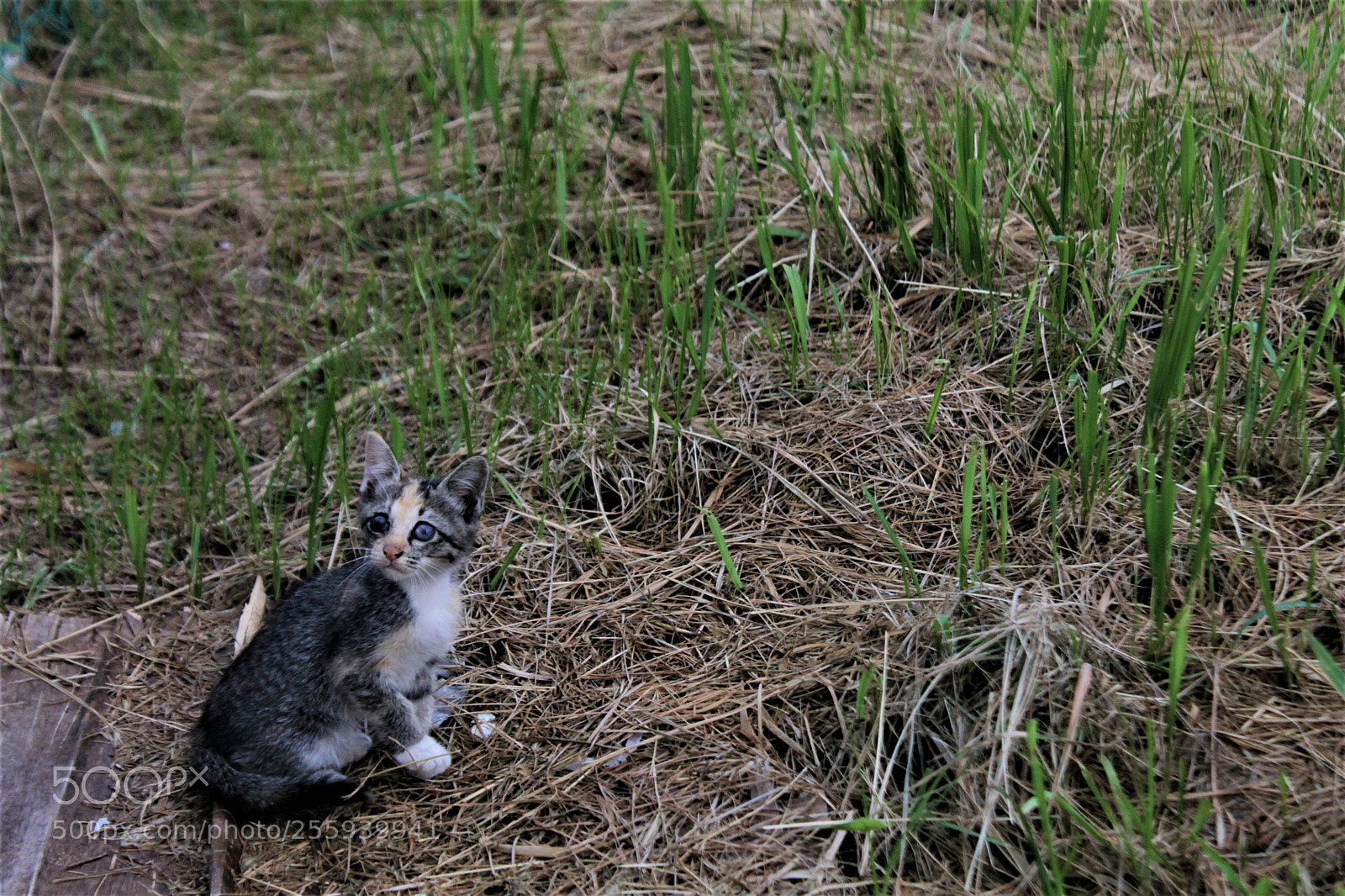Canon EOS 1100D (EOS Rebel T3 / EOS Kiss X50) sample photo. Cat photography