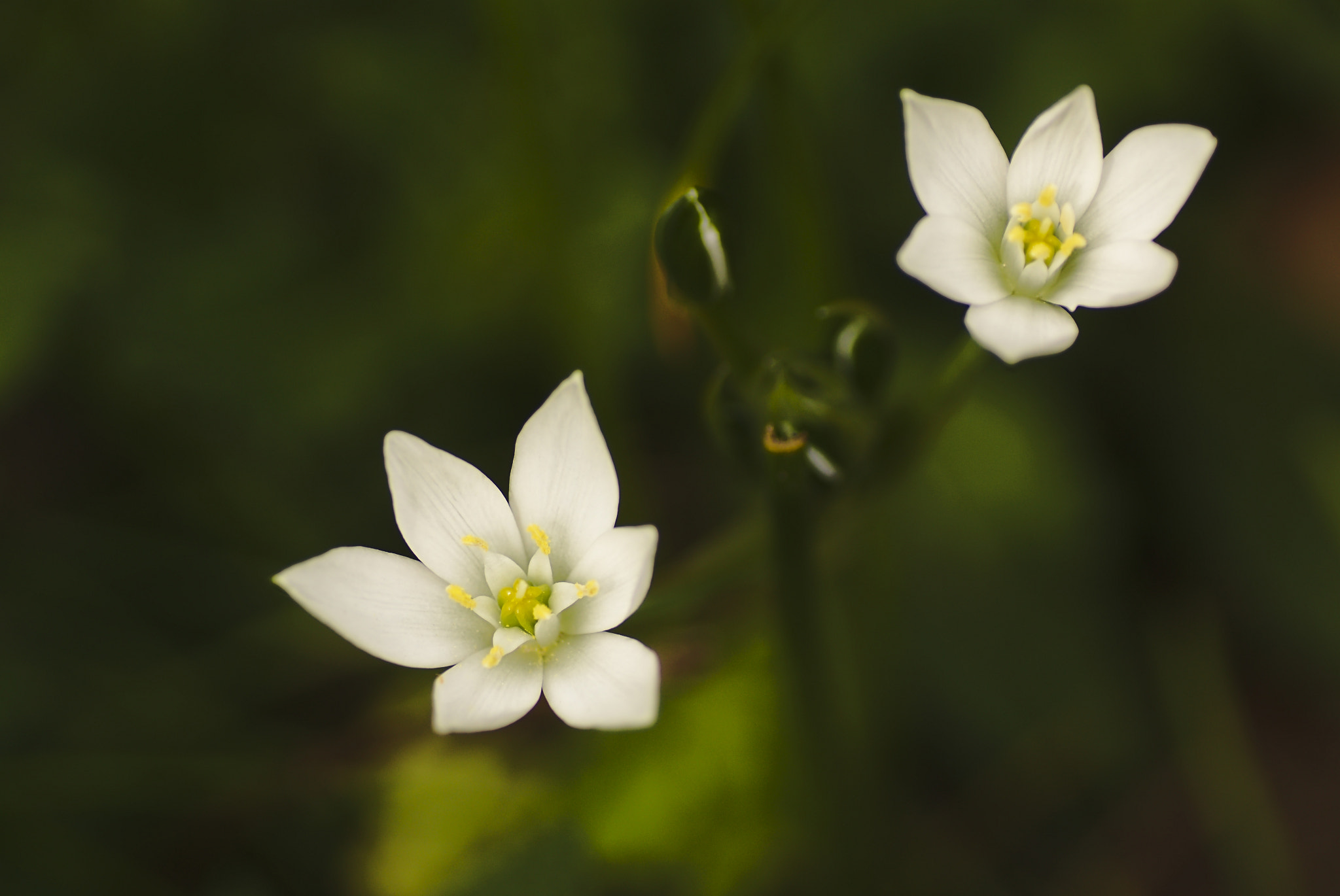 Sony SLT-A65 (SLT-A65V) + Tamron SP AF 90mm F2.8 Di Macro sample photo. Two little flowers photography