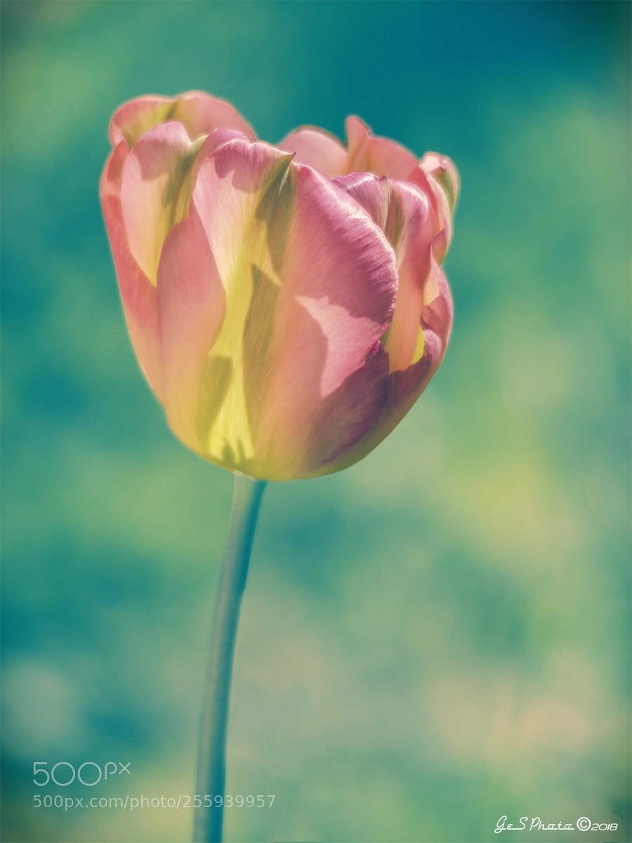 Nikon D7000 sample photo. Sweet tulip photography