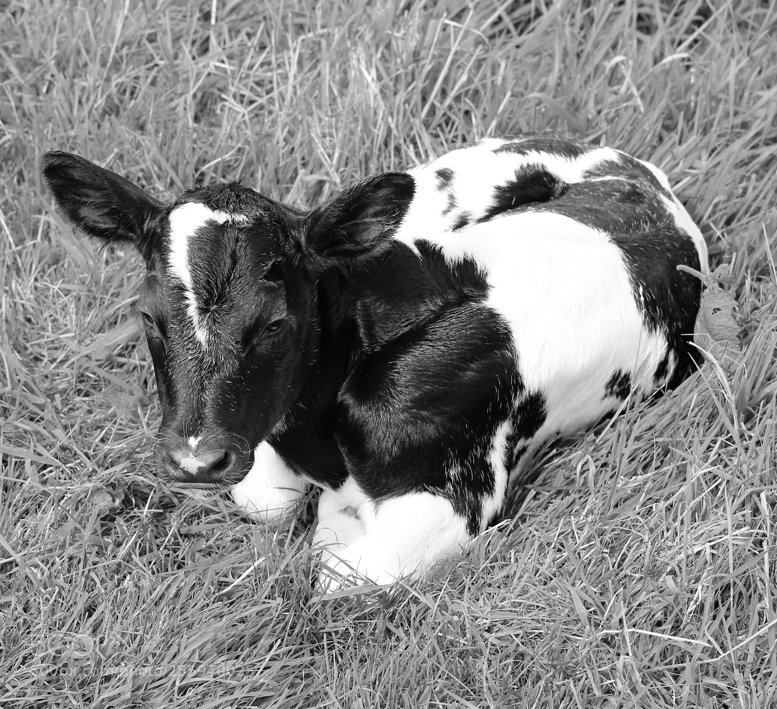Canon EOS 600D (Rebel EOS T3i / EOS Kiss X5) sample photo. Black and white calf photography