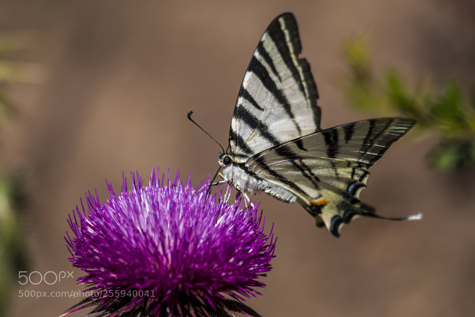 Canon EOS 70D sample photo. Iphiclides podalirius photography