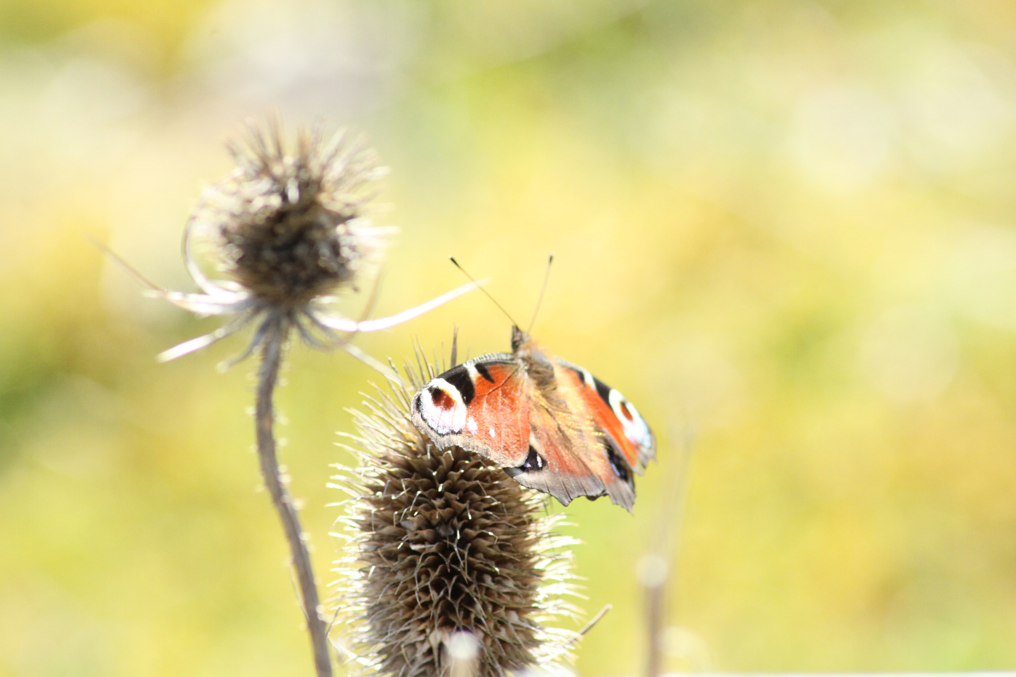 Canon EOS 50D sample photo. Butterfly photography