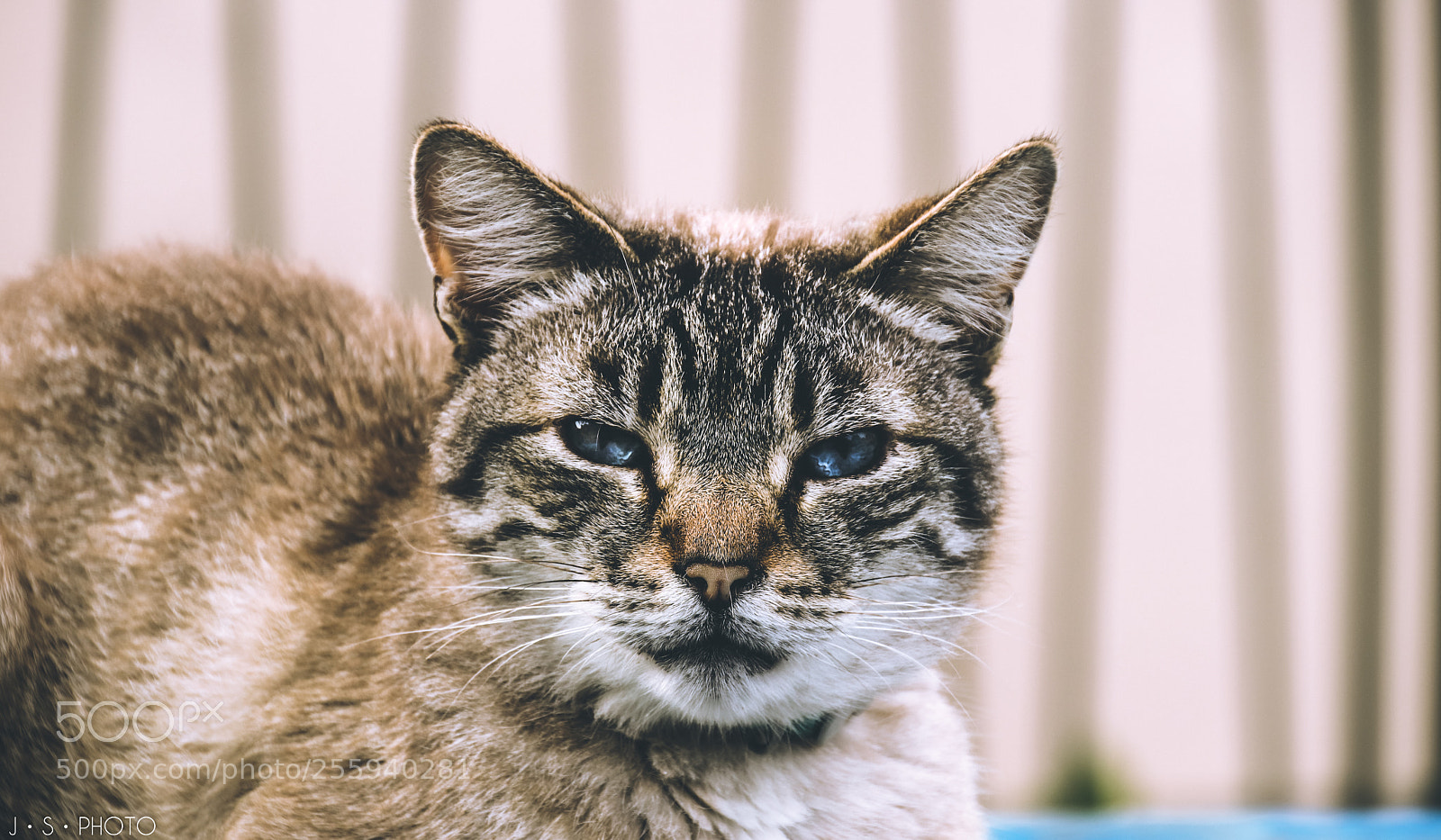 Canon EOS 77D (EOS 9000D / EOS 770D) sample photo. Why are you looking photography