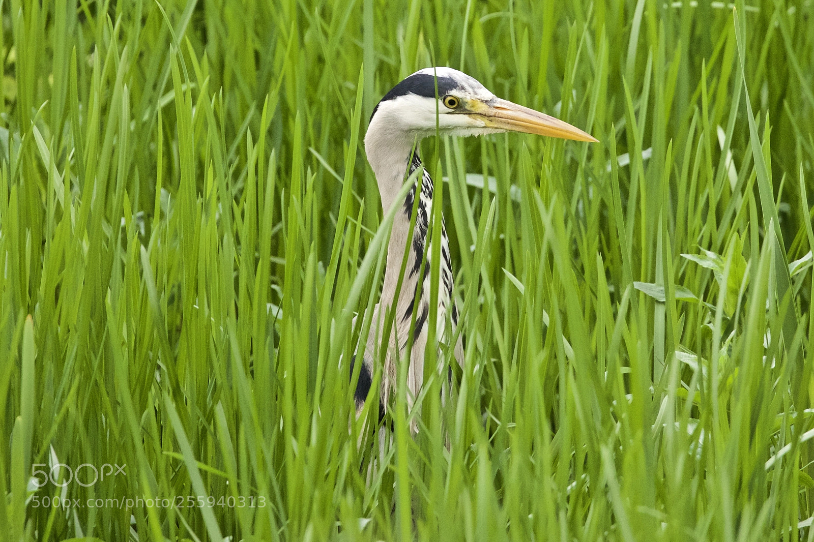 Canon EOS 5D Mark IV sample photo. Heron photography