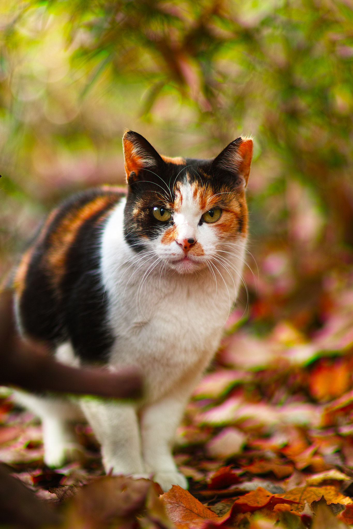 Sigma SD1 Merrill + Sigma 85mm F1.4 EX DG HSM sample photo. Cat every day photography