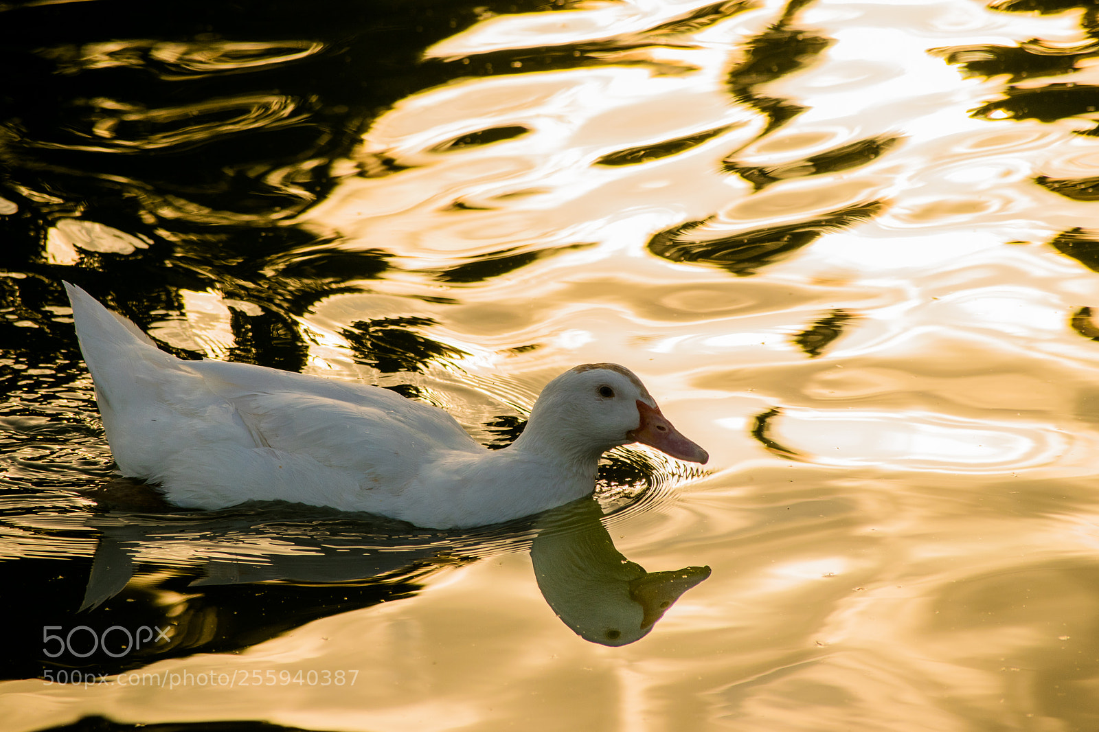 Nikon D3300 sample photo. Gold 'n duck photography
