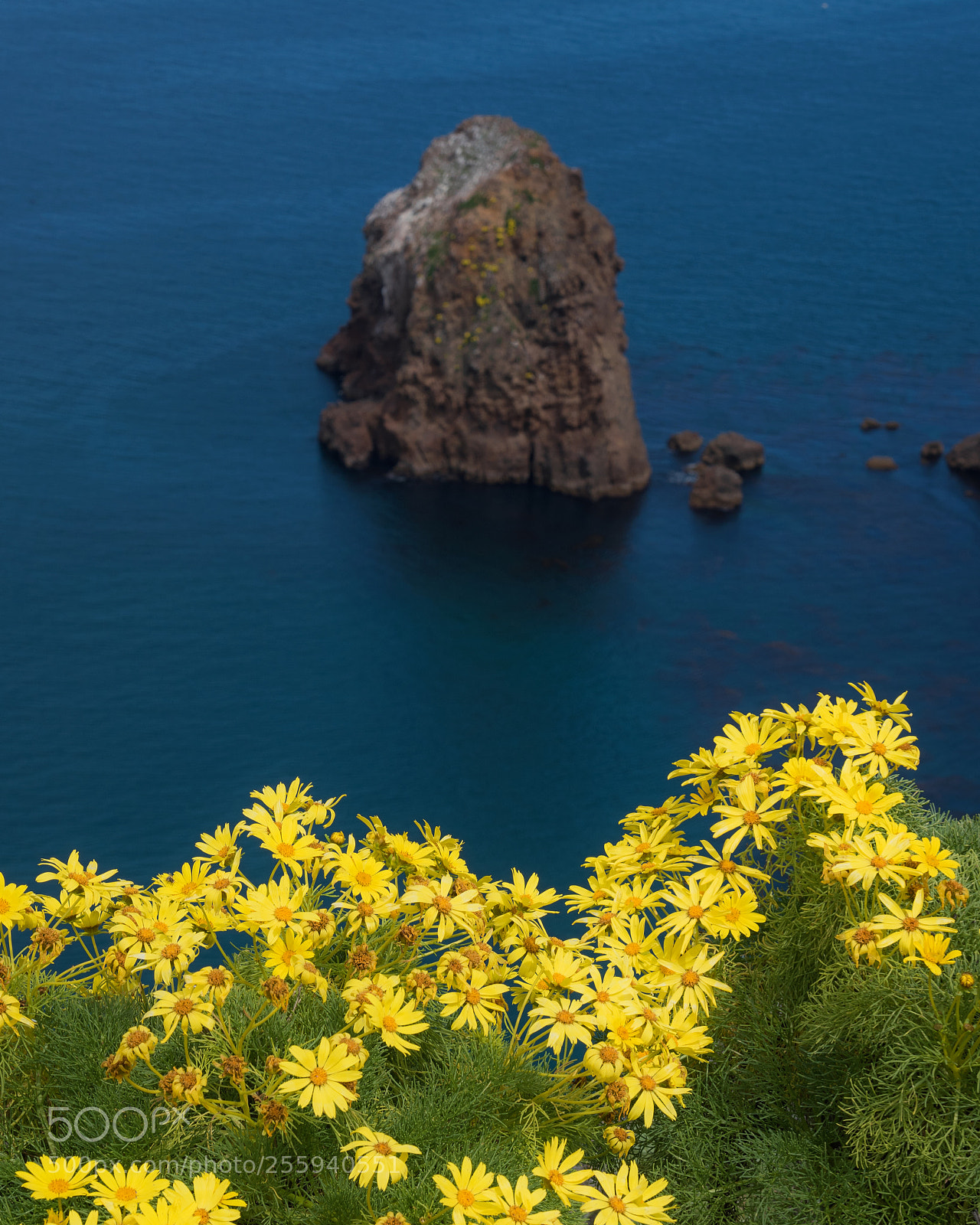 Nikon D750 sample photo. Wildflowers photography