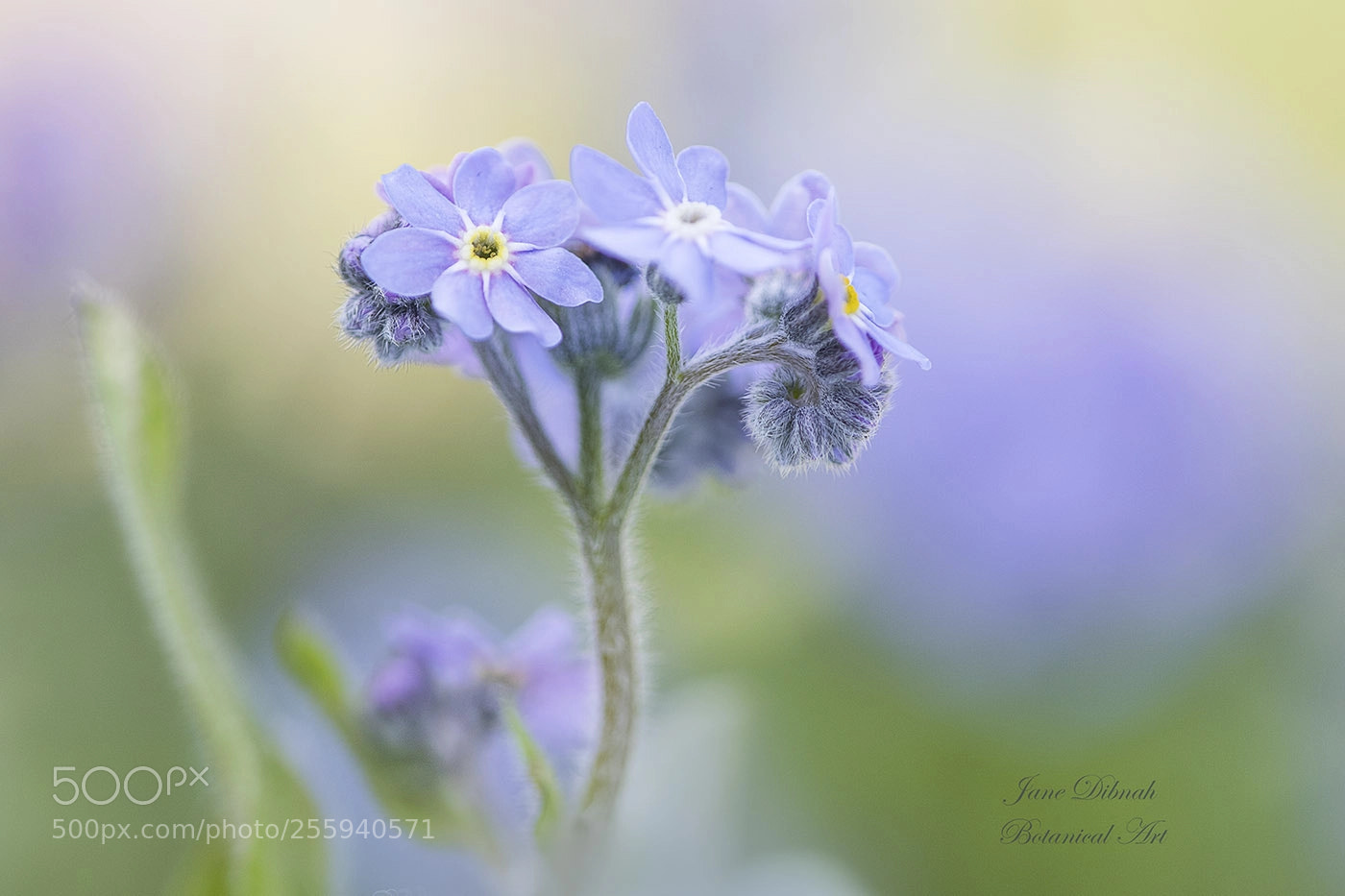 Canon EOS 7D Mark II sample photo. Forget me not photography