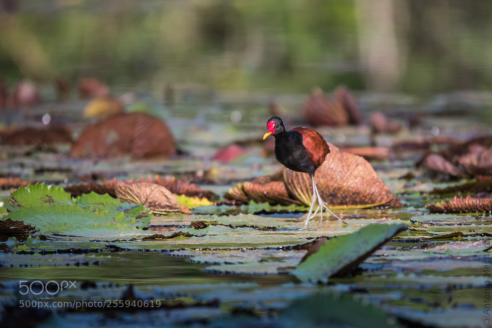 Nikon D750 sample photo. Wattled jacana. photography