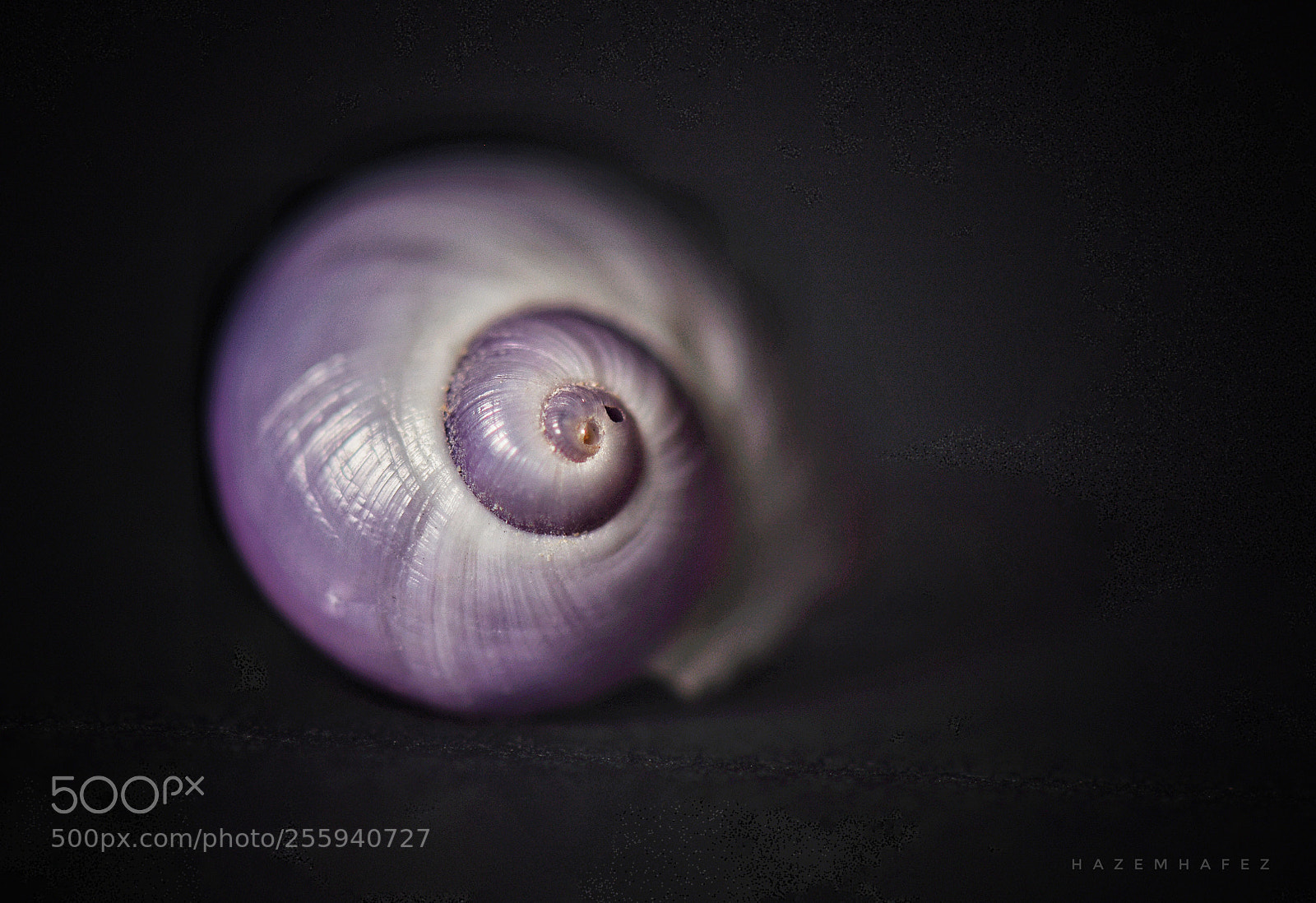 Nikon D810 sample photo. Amazing shells photography