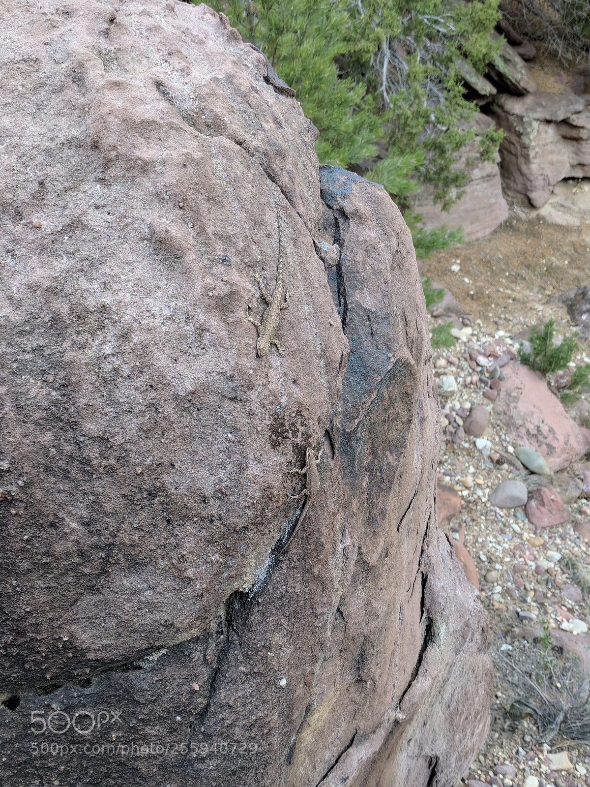 Google Pixel XL sample photo. Kissing lizards photography